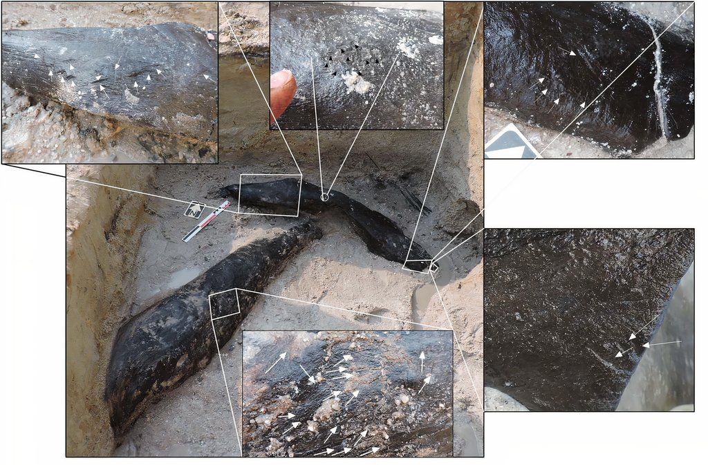 Discovery Of The World's Oldest Wooden Structure Is Rewriting Human History