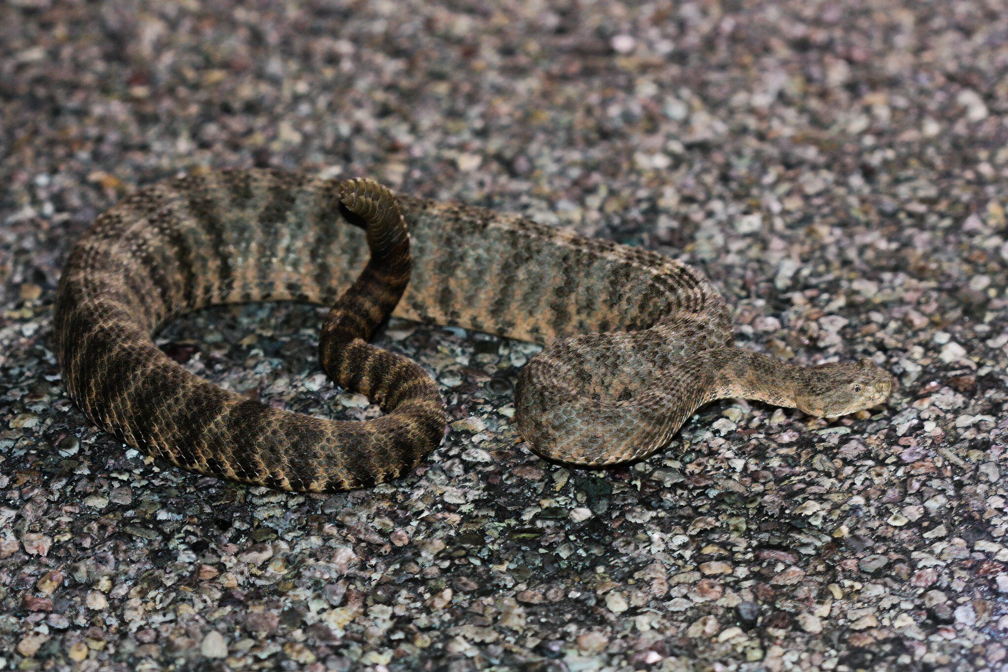 10 Most Dangerous Snakes In America & Where They're Found