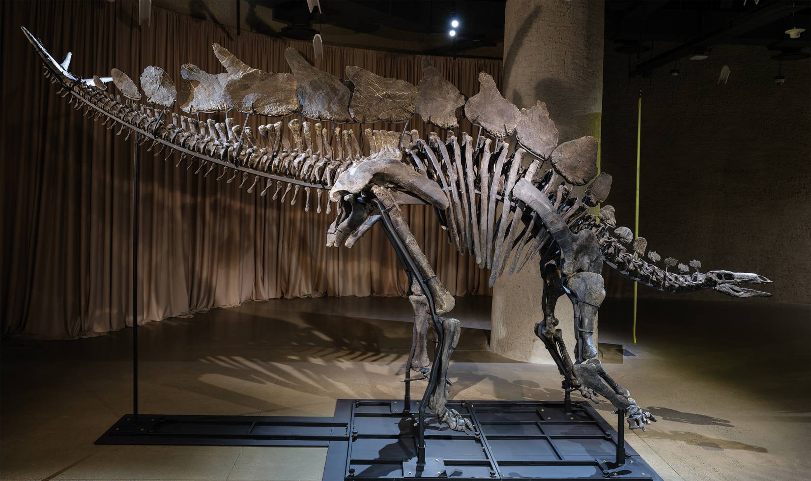 largest-and-most-expensive-dino-fossil-goes-on-exhibit-in-new-york