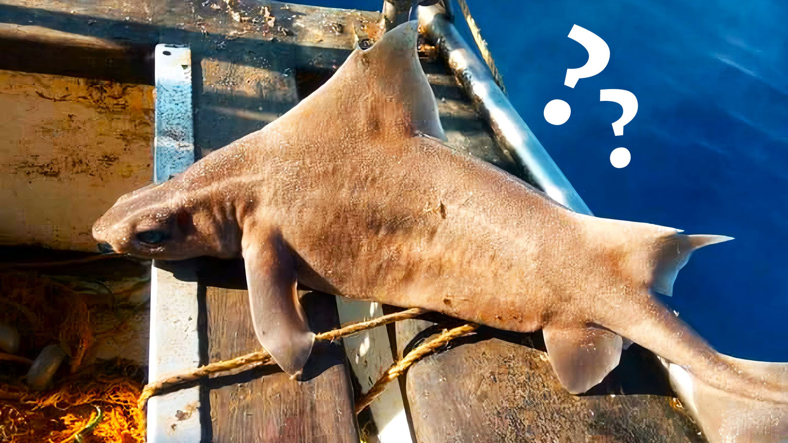Angular Roughsark Shark Plus Pig Equals The World's Strangest Sea Creature That Actually ...