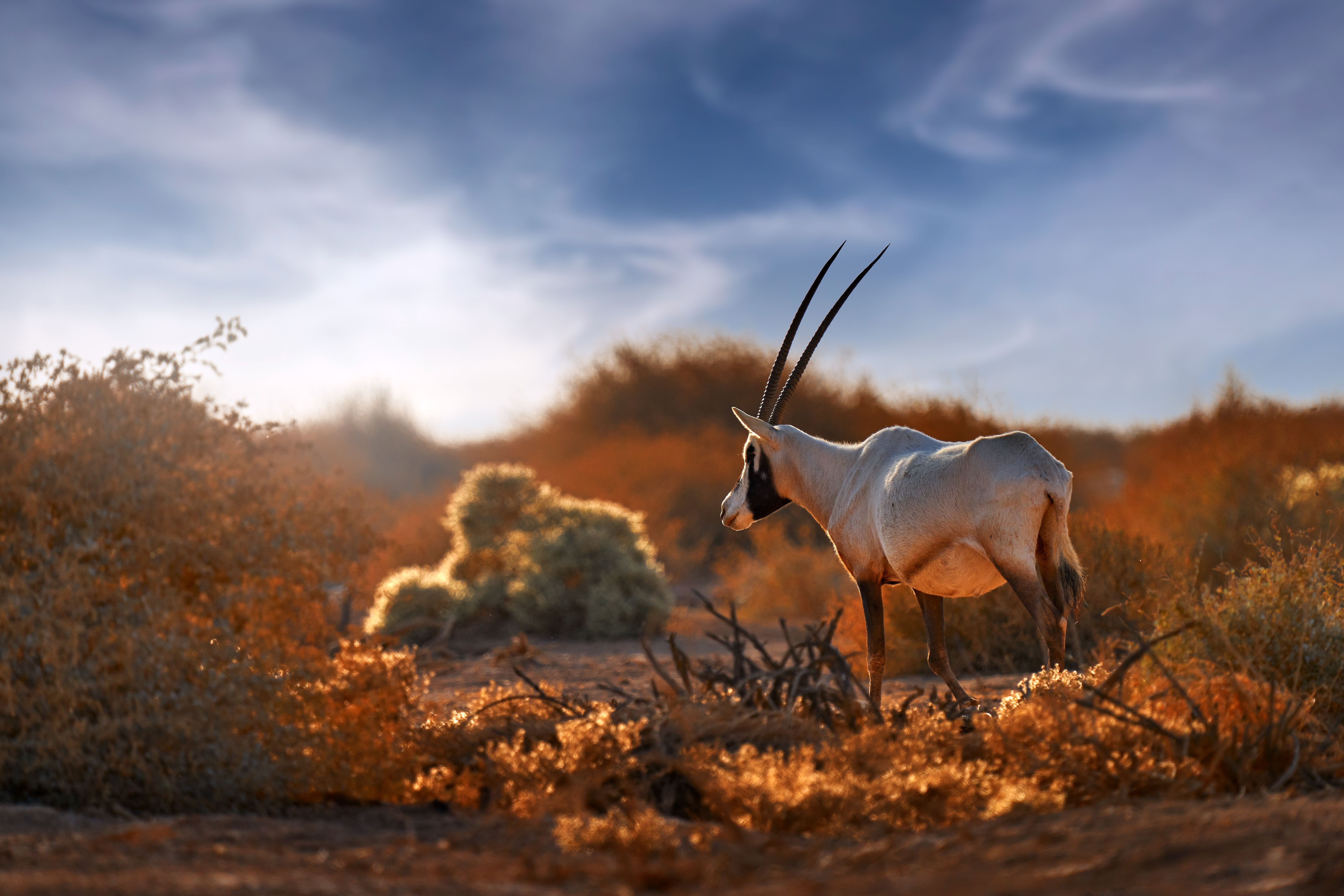 10 Creatures That Miraculously Came Back From The Brink Of Extinction ...