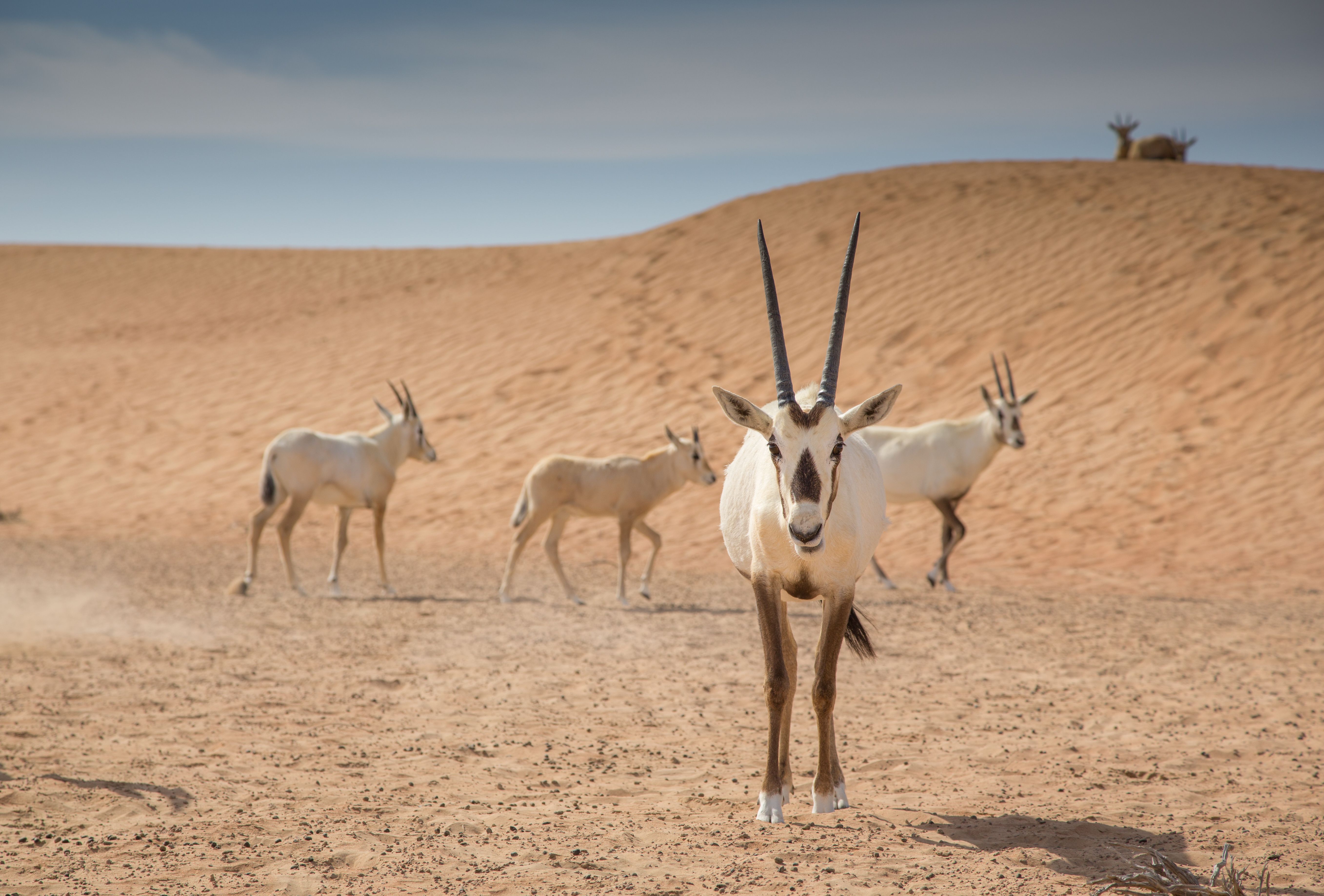 10 Creatures That Miraculously Came Back From The Brink Of Extinction ...