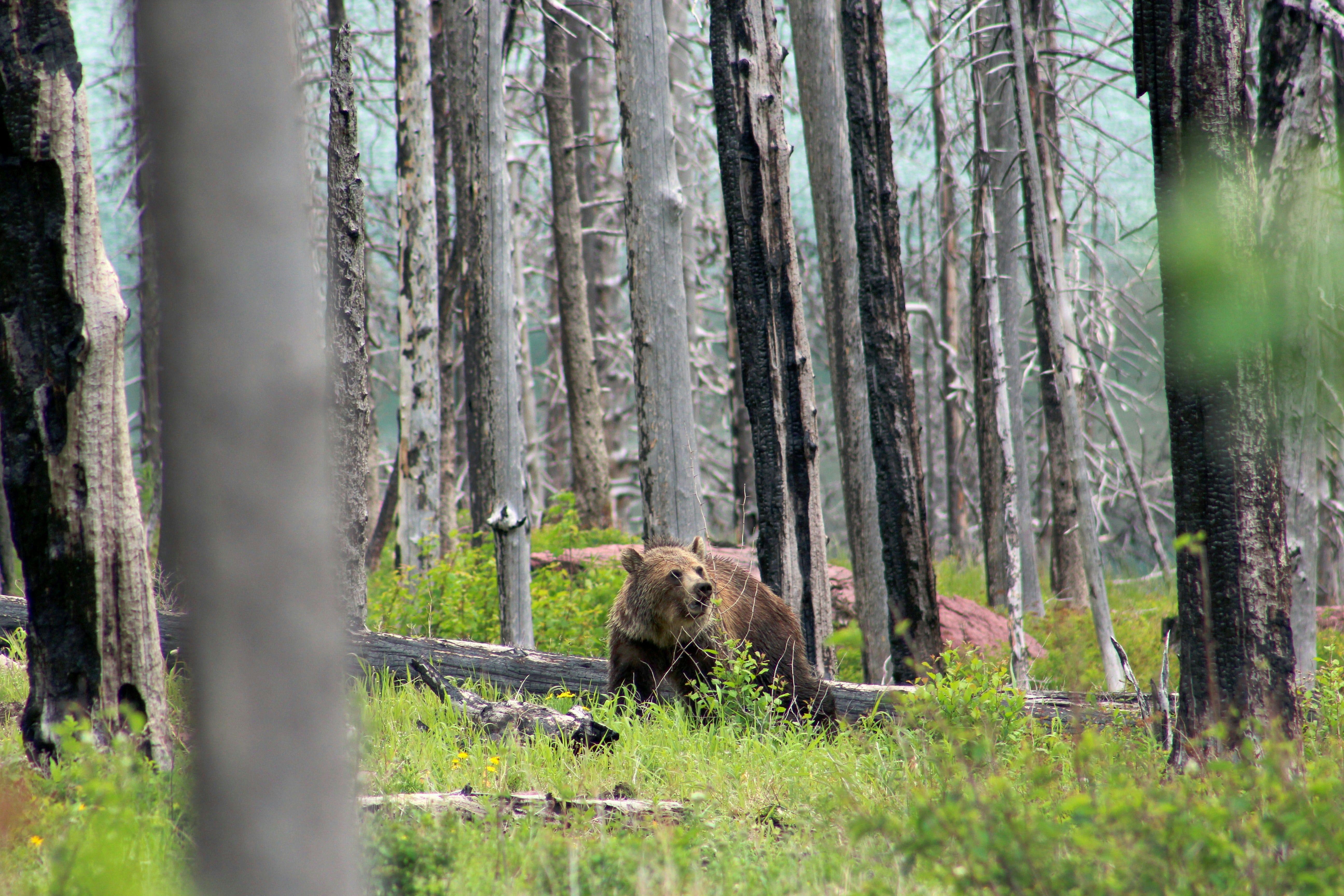 This Is The Best Time To Visit Glacier National Park For Perfect Weather