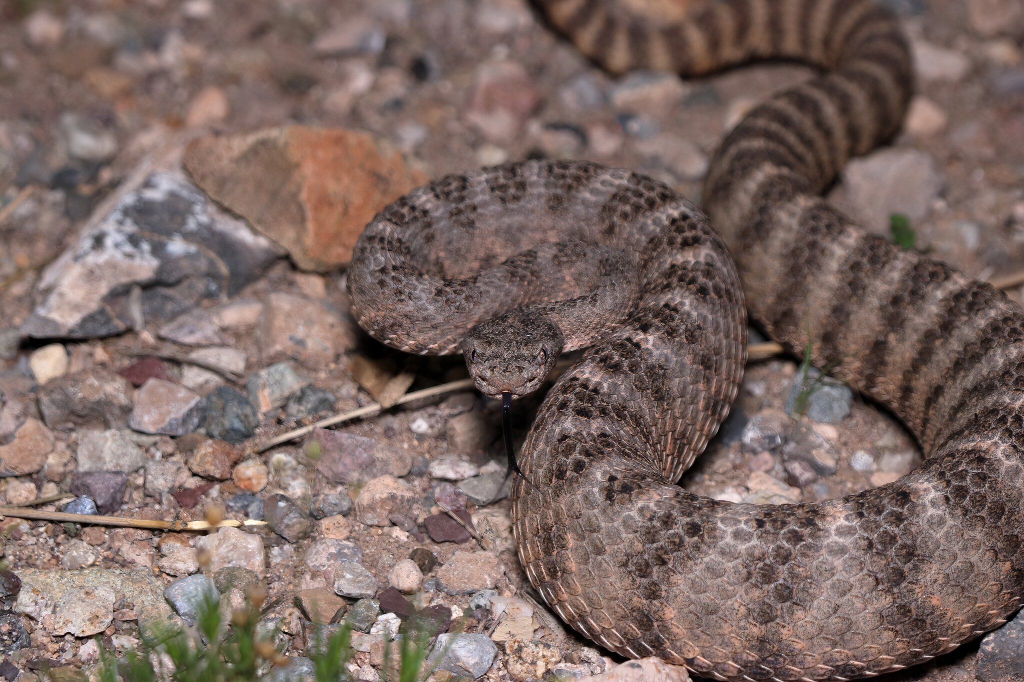 10 Most Dangerous Snakes In America & Where They're Found