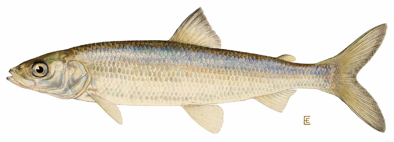 This Great Lakes Creature Presumed Extinct For Decades Was Just ...