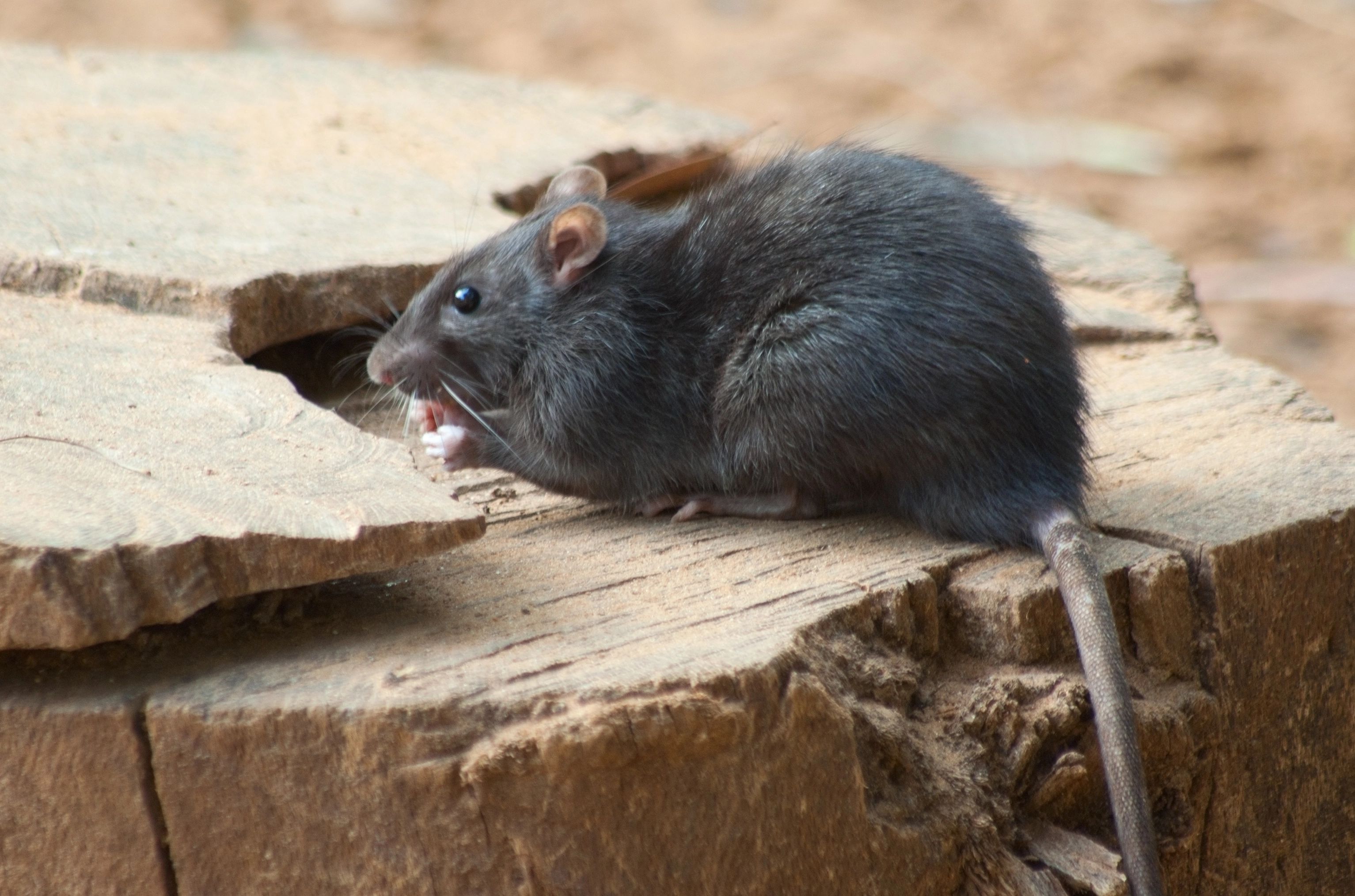 These 10 Wild Animals In The U.S. Can Carry Rabies