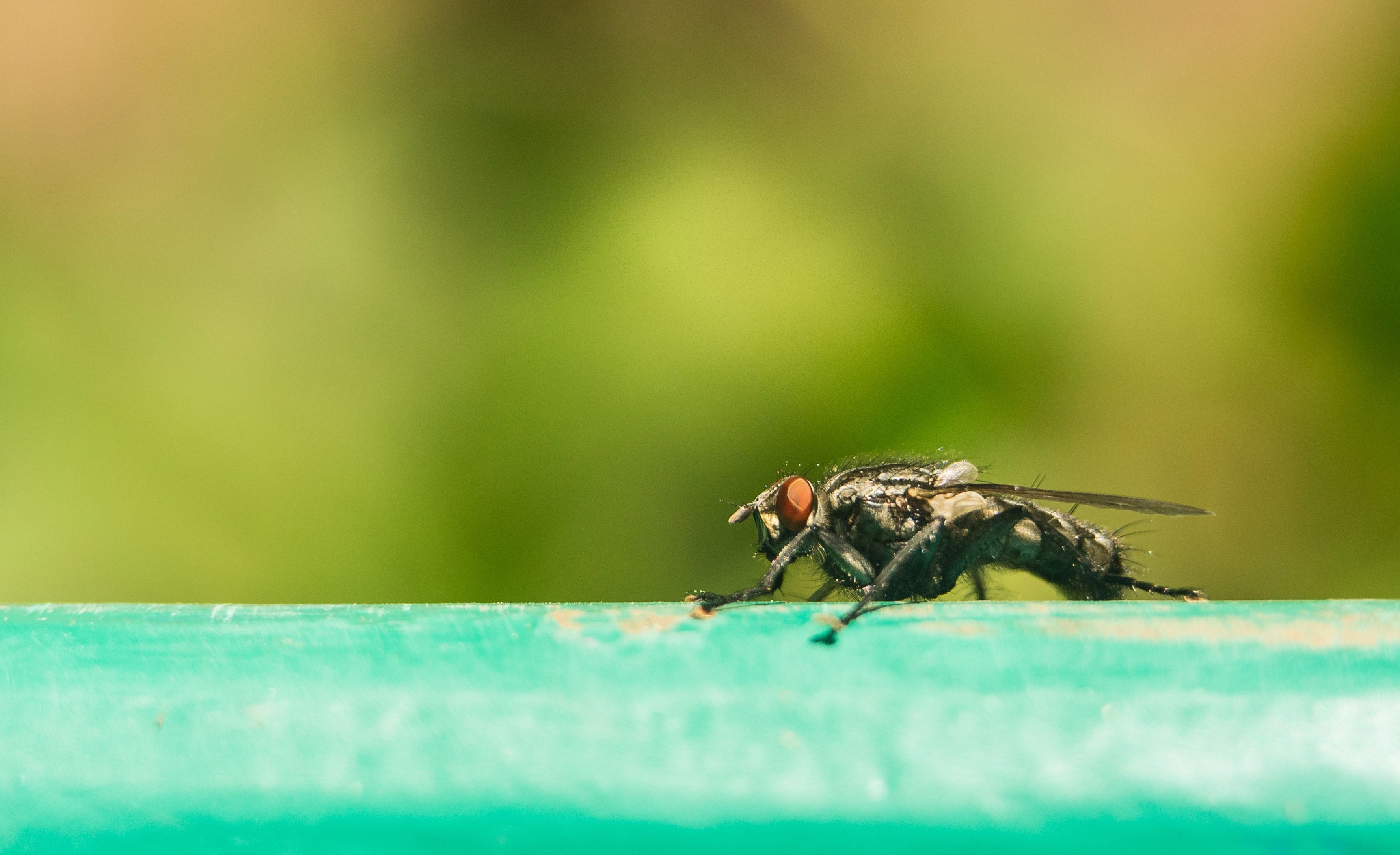 Live For A Day: 10 Creatures With The Shortest Lifespans In The World