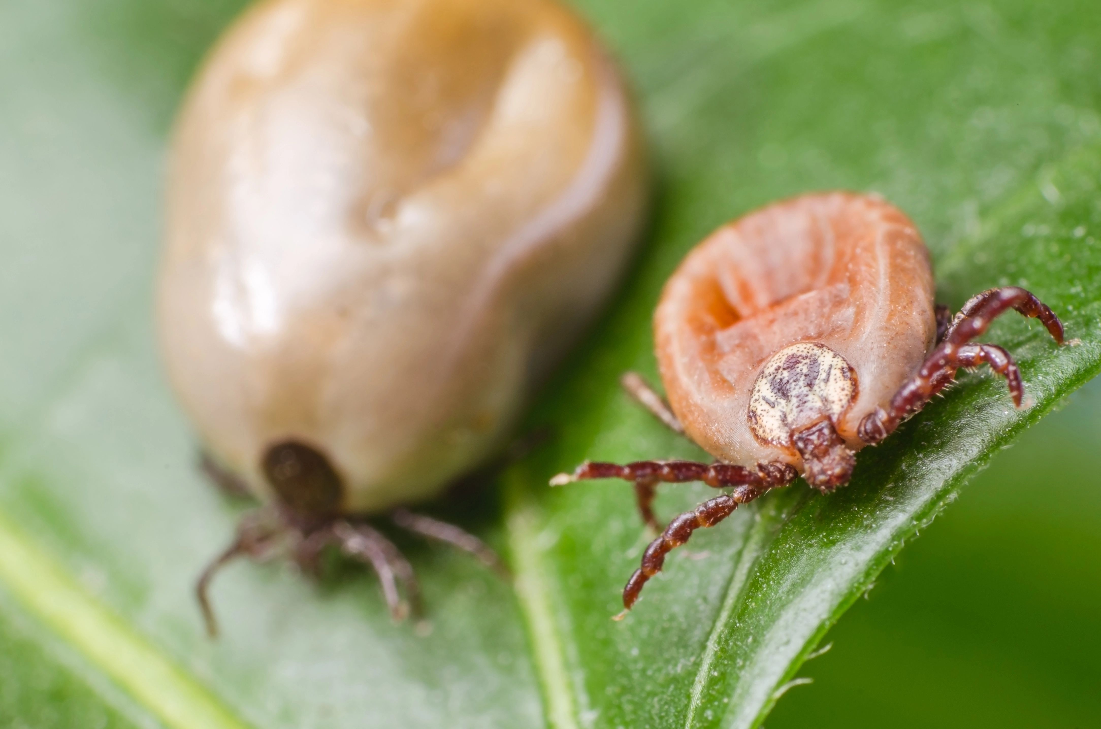 7 Types Of Ticks In America & Where They're Found