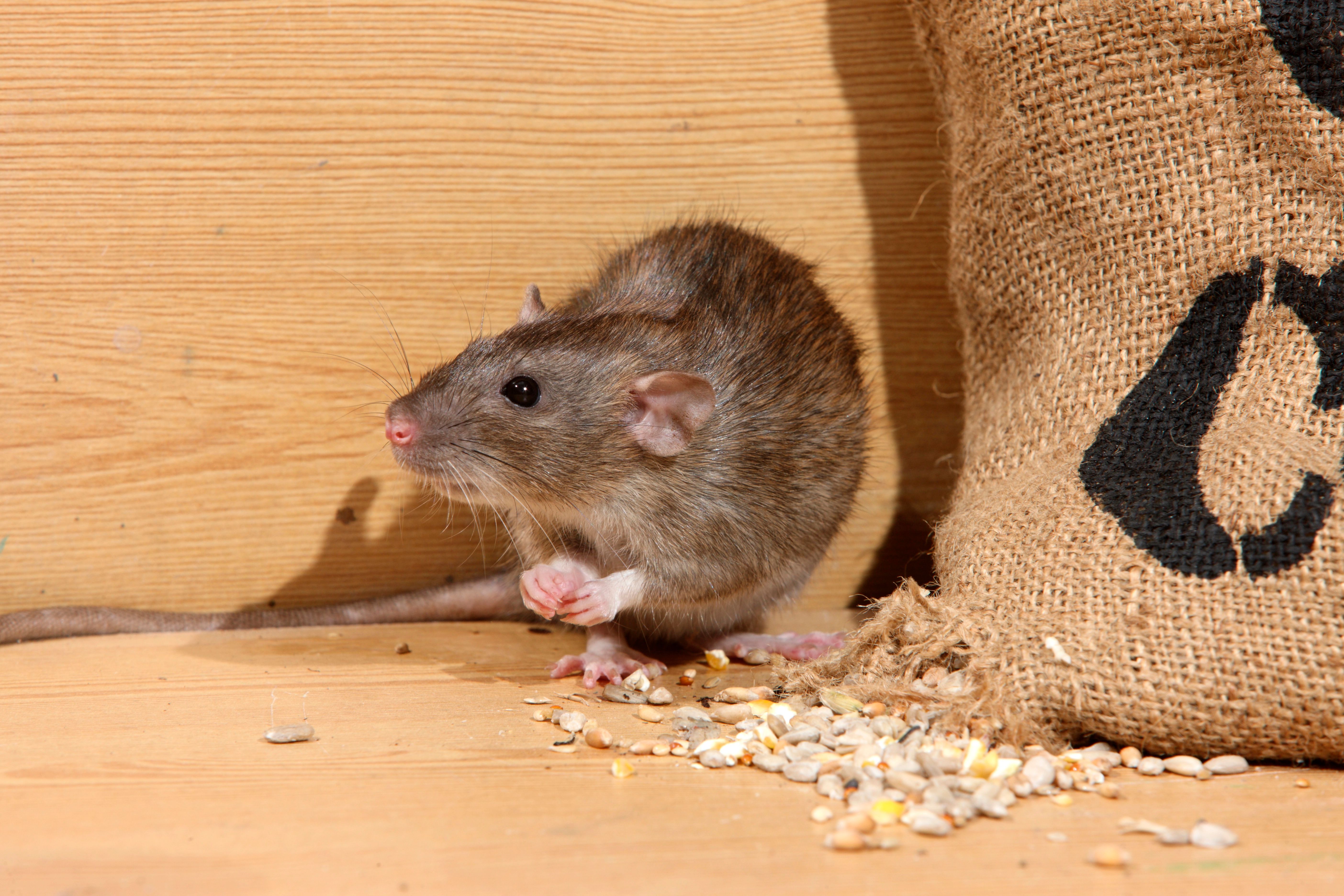 These 10 Wild Animals In The U.S. Can Carry Rabies