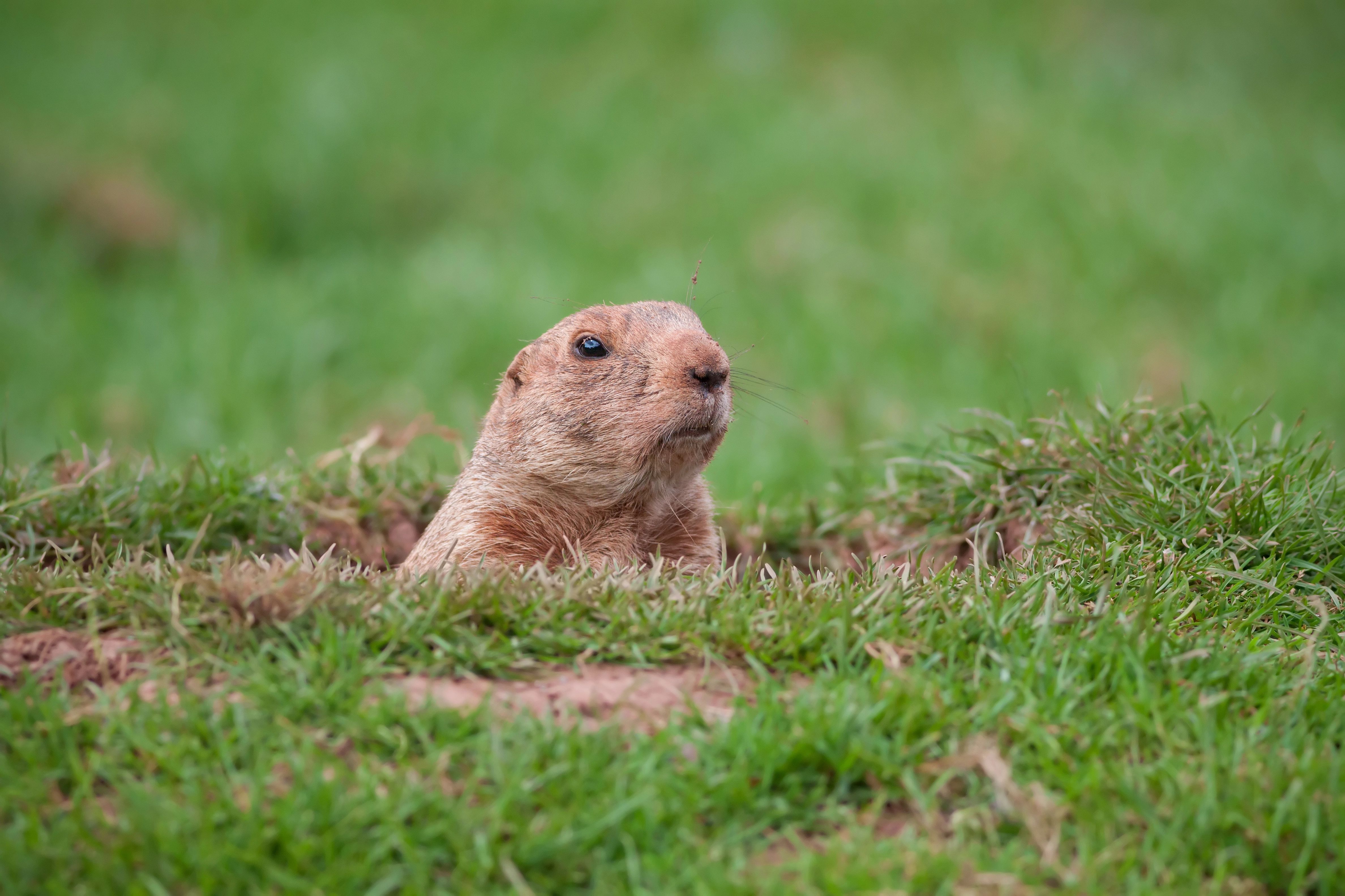 These 10 Wild Animals In The U.S. Can Carry Rabies