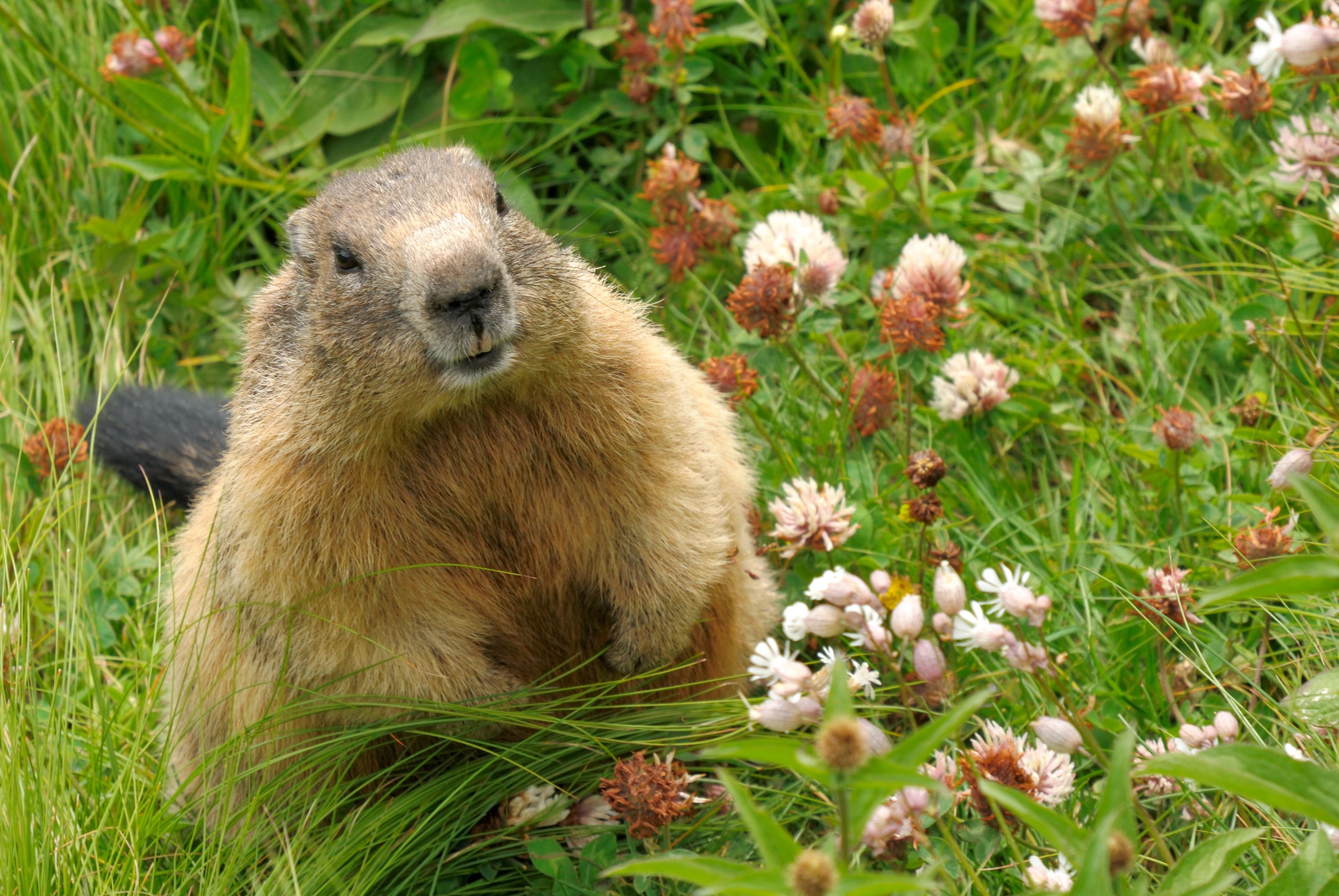 These 10 Wild Animals In The U.S. Can Carry Rabies