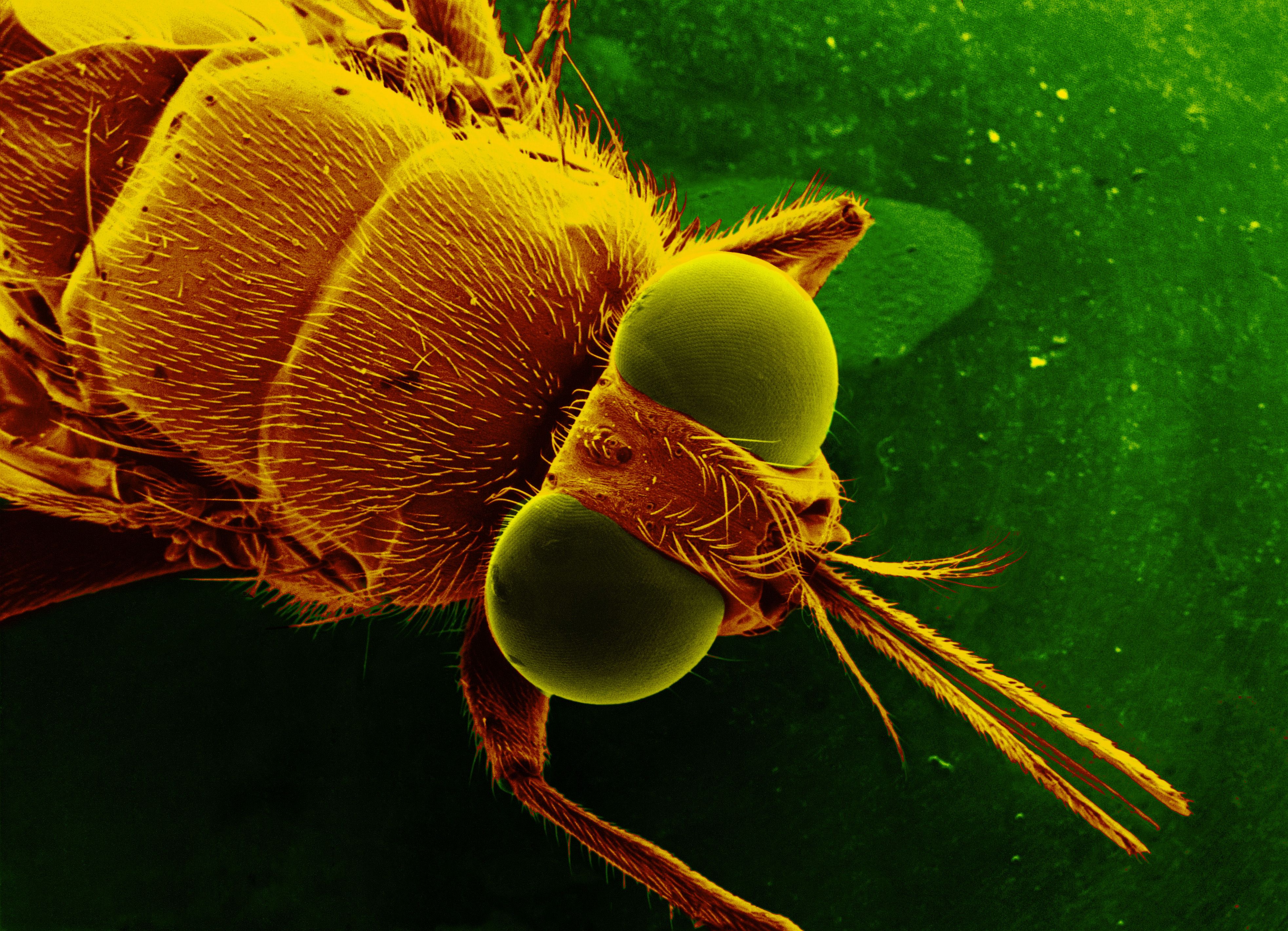 Live For A Day: 10 Creatures With The Shortest Lifespans In The World
