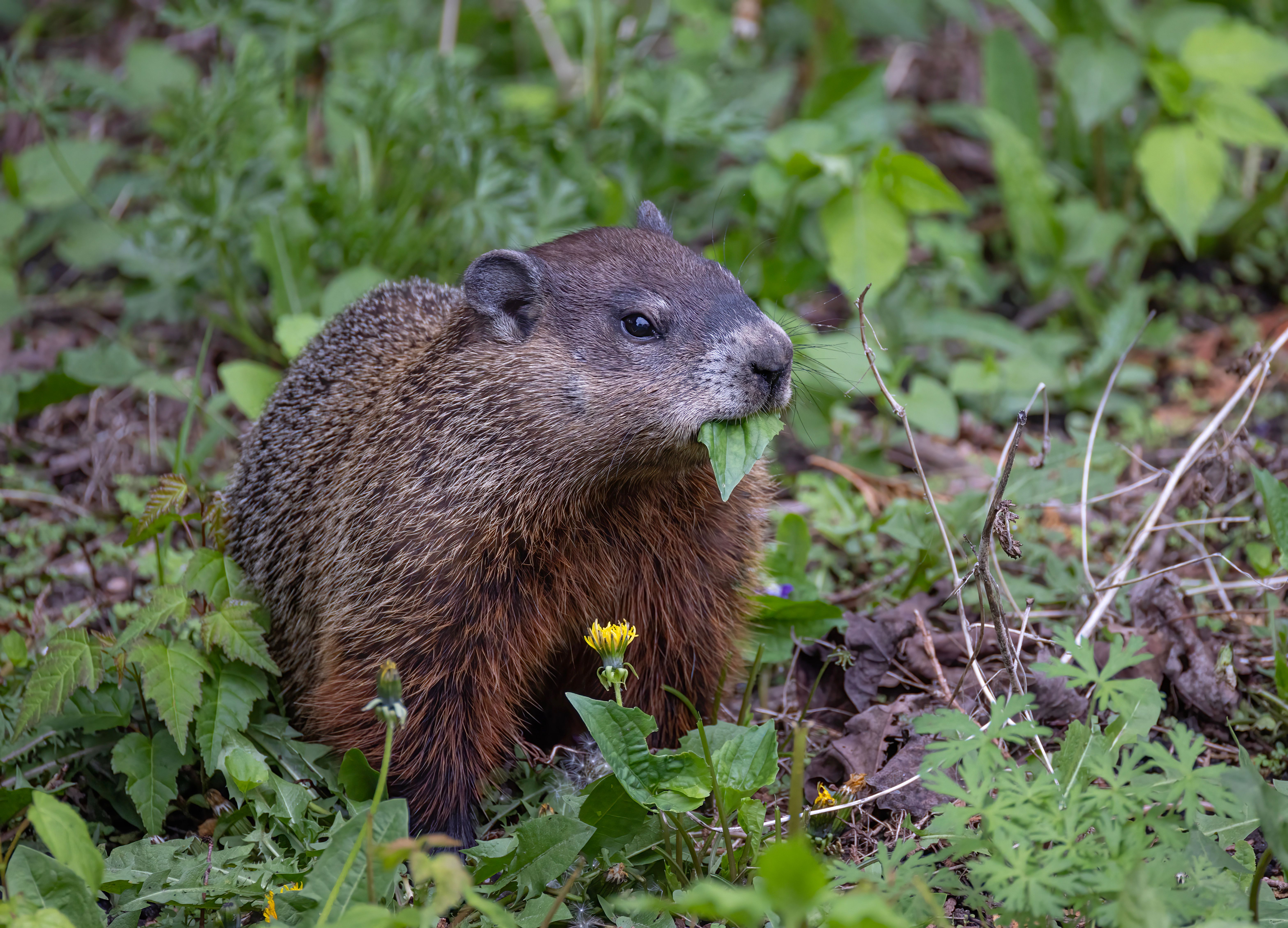 These 10 Wild Animals In The U.S. Can Carry Rabies