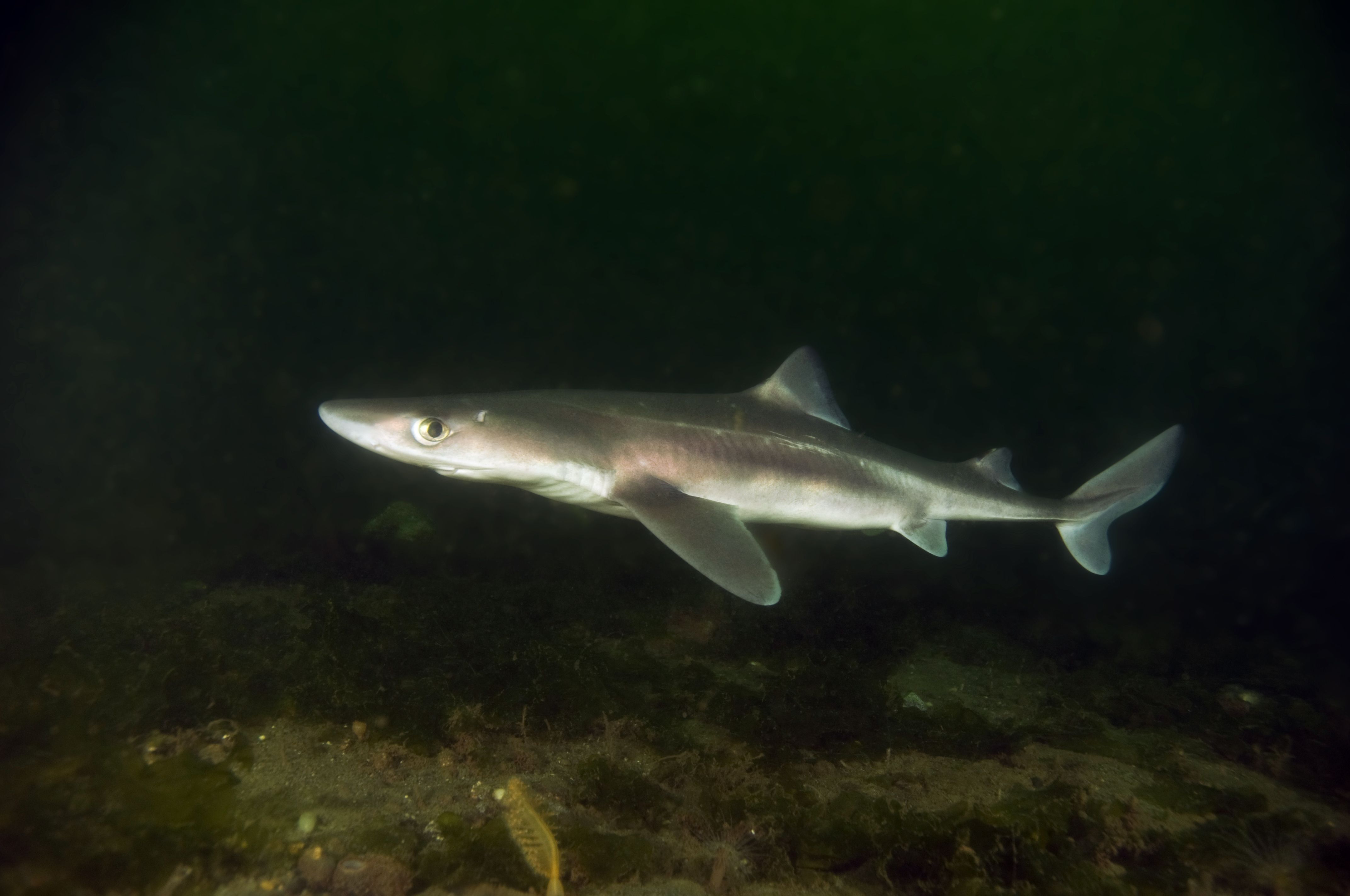 10 Animals Found In The Atlantic That Are Stranger Than The Pacific