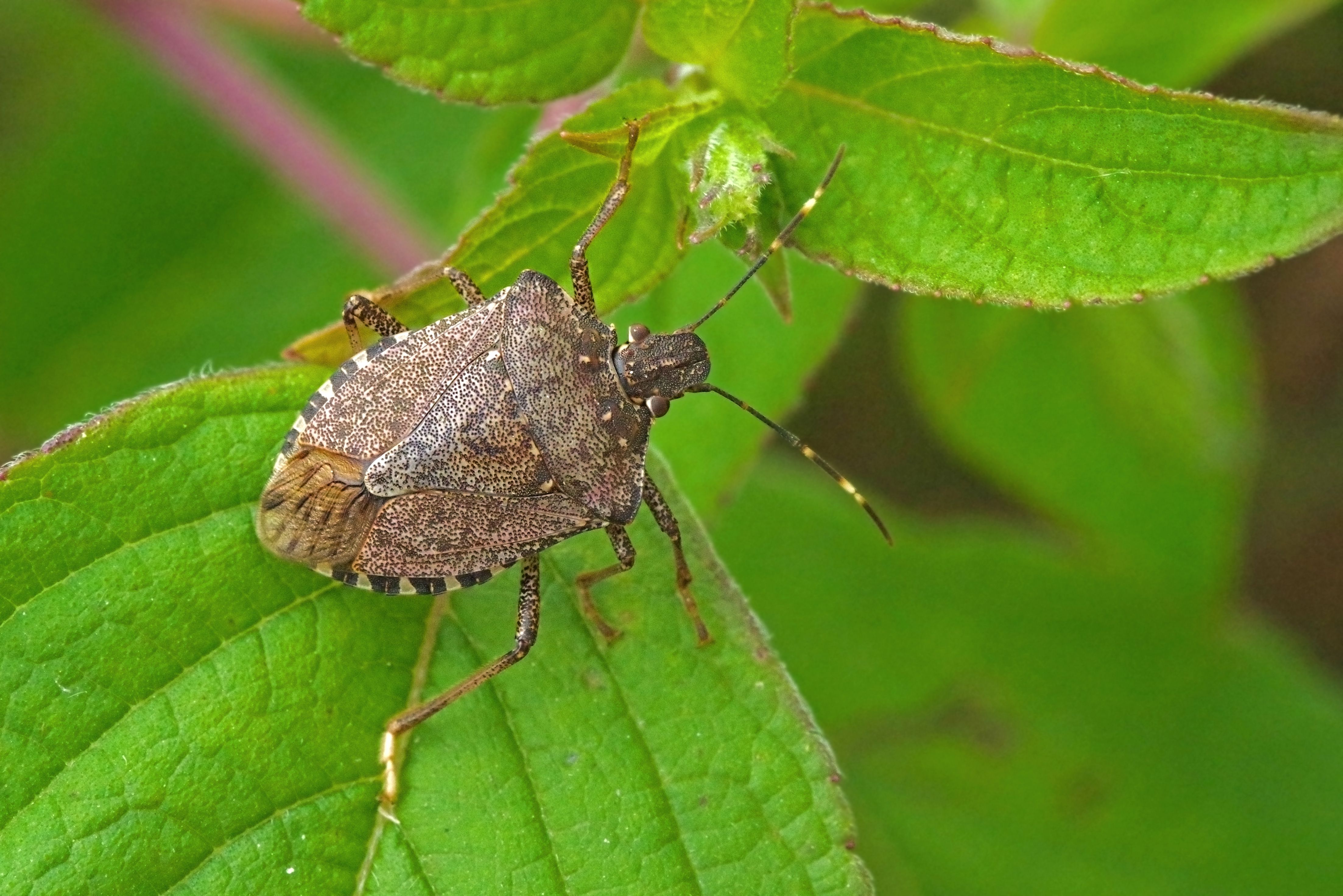 This Foreign Invasive Bug Threatens The U.S. With $20 Billion In Losses
