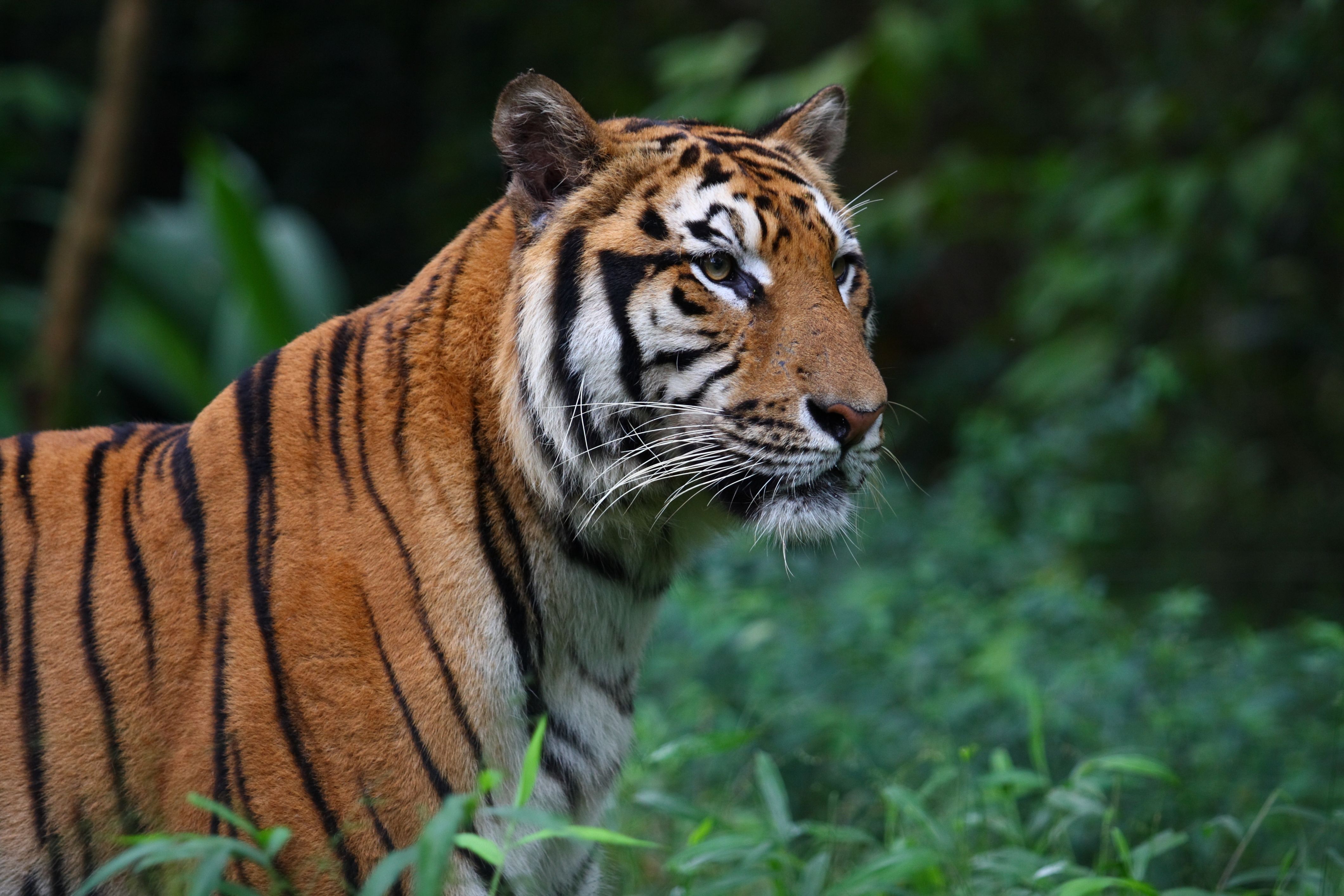The World's Rarest Animals: 10 Species On The Brink Of Extinction