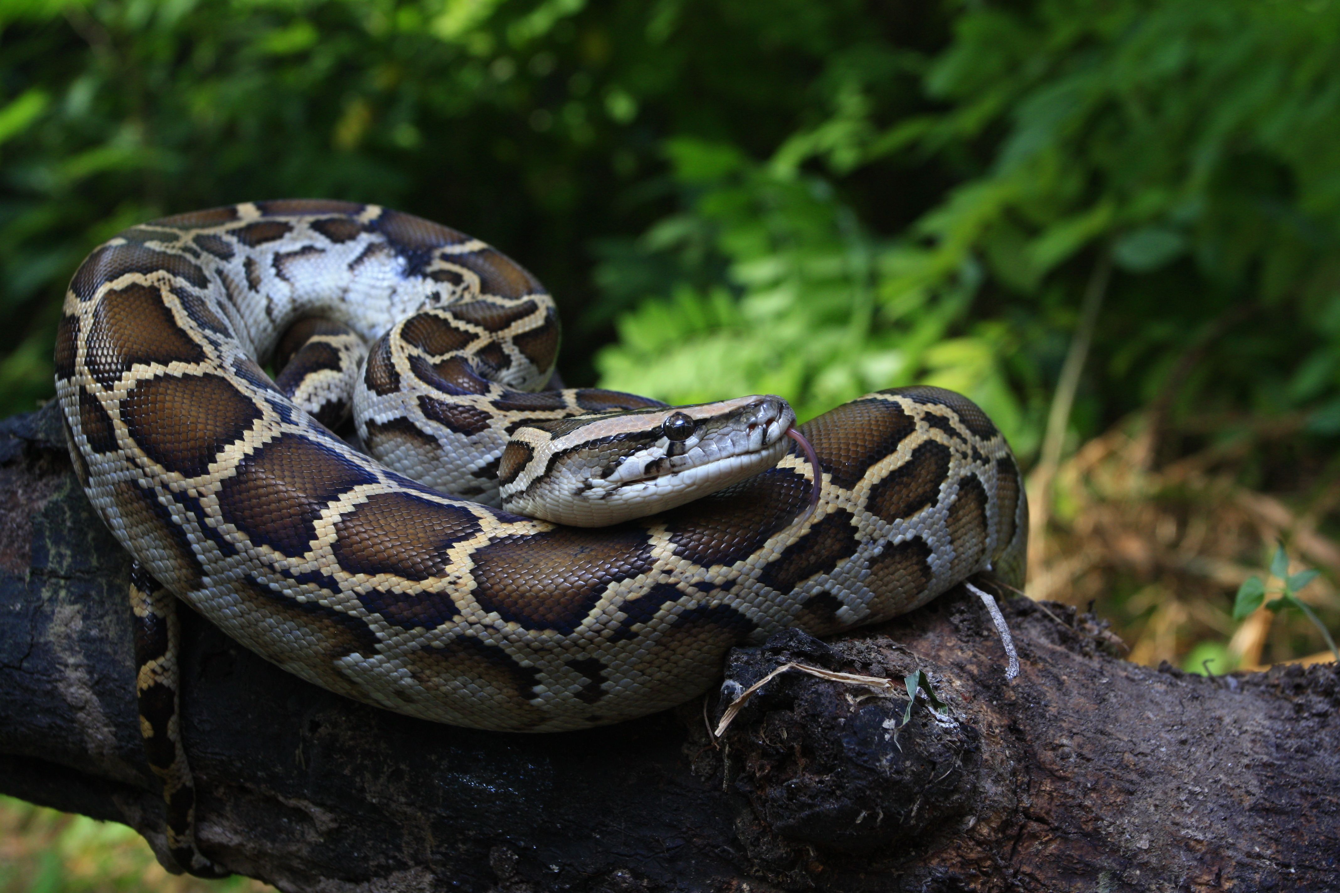 Florida Is Paying Bounty Hunters To Kill This Gigantic Invasive ...