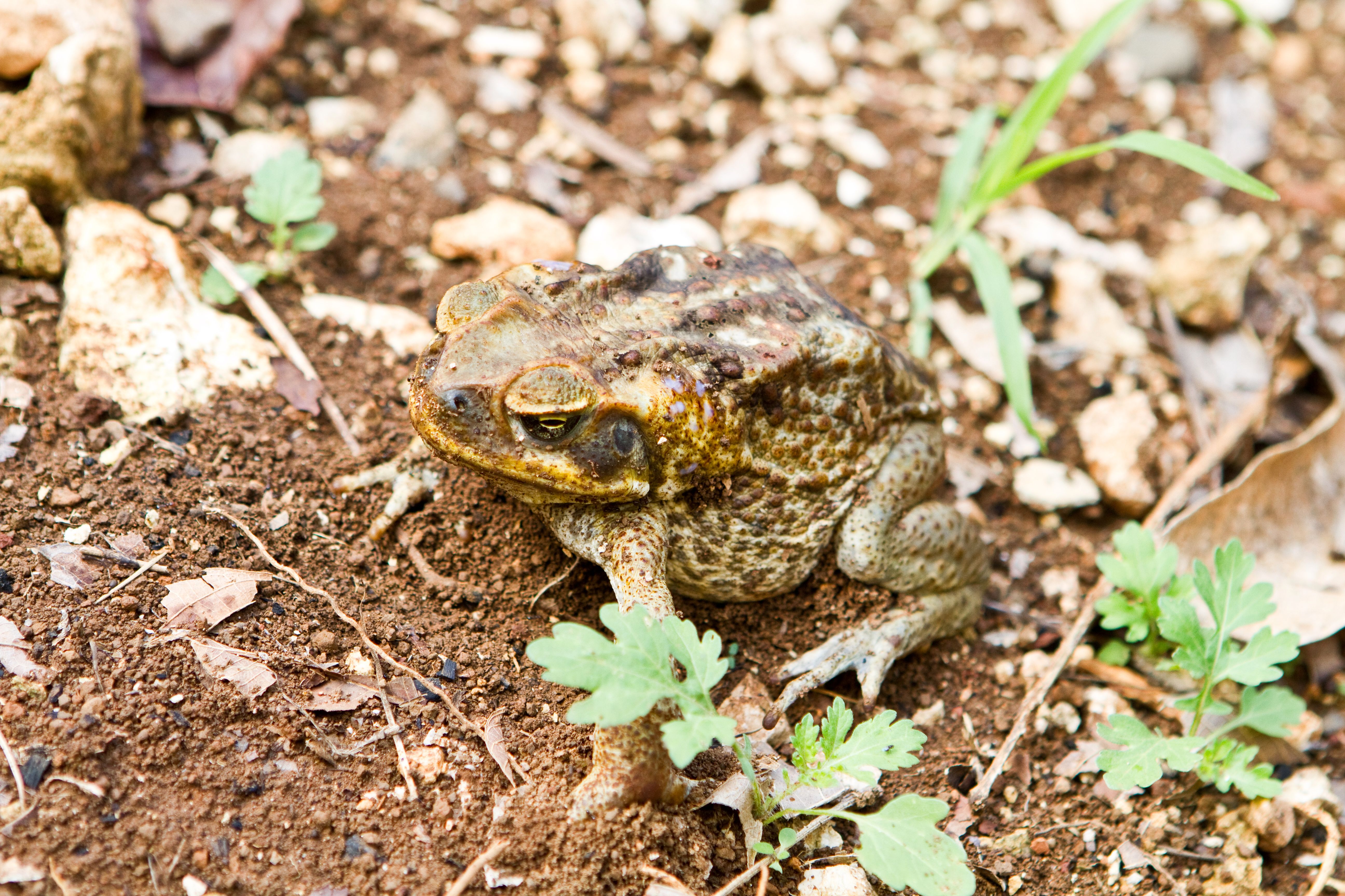 These Invasive Species In The U.S. Are Terrorizing America's Wildlife