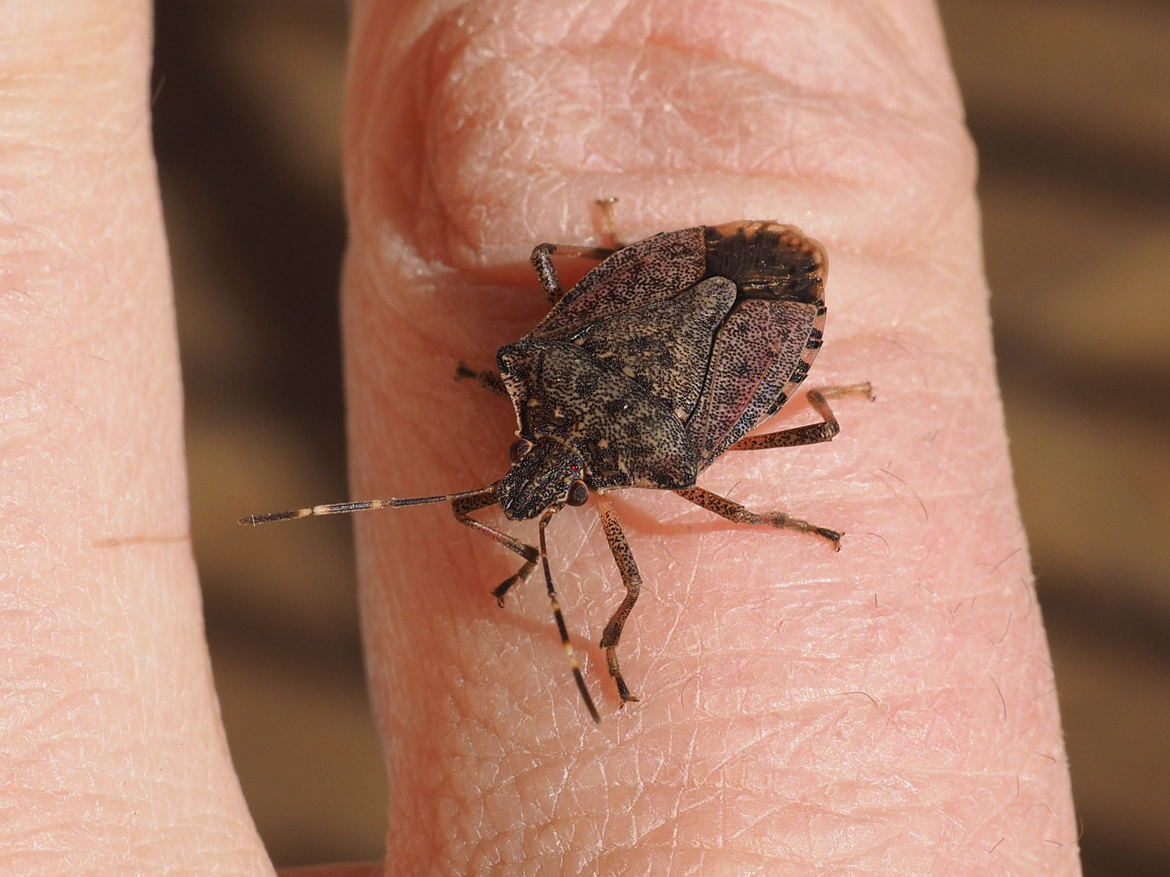 This Foreign Invasive Bug Threatens The U.S. With $20 Billion In Losses