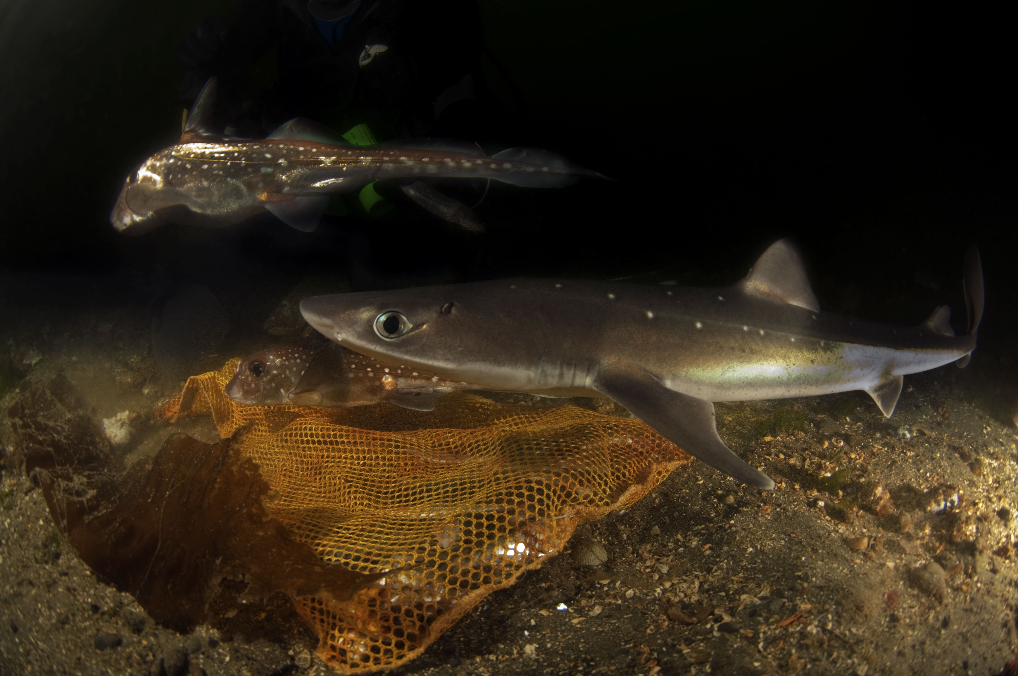 10 Animals Found In The Atlantic That Are Stranger Than The Pacific