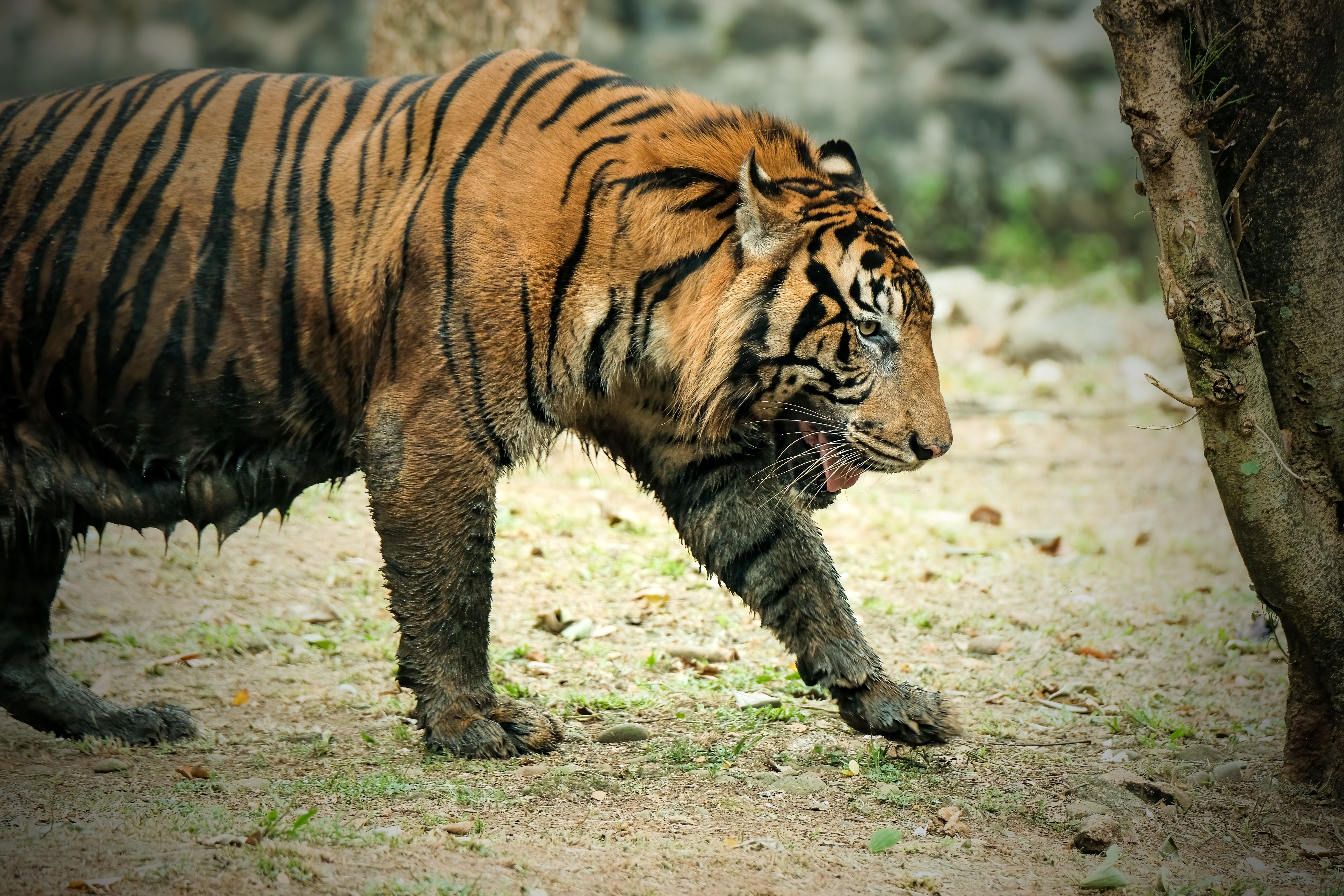 The World's Rarest Animals: 10 Species On The Brink Of Extinction