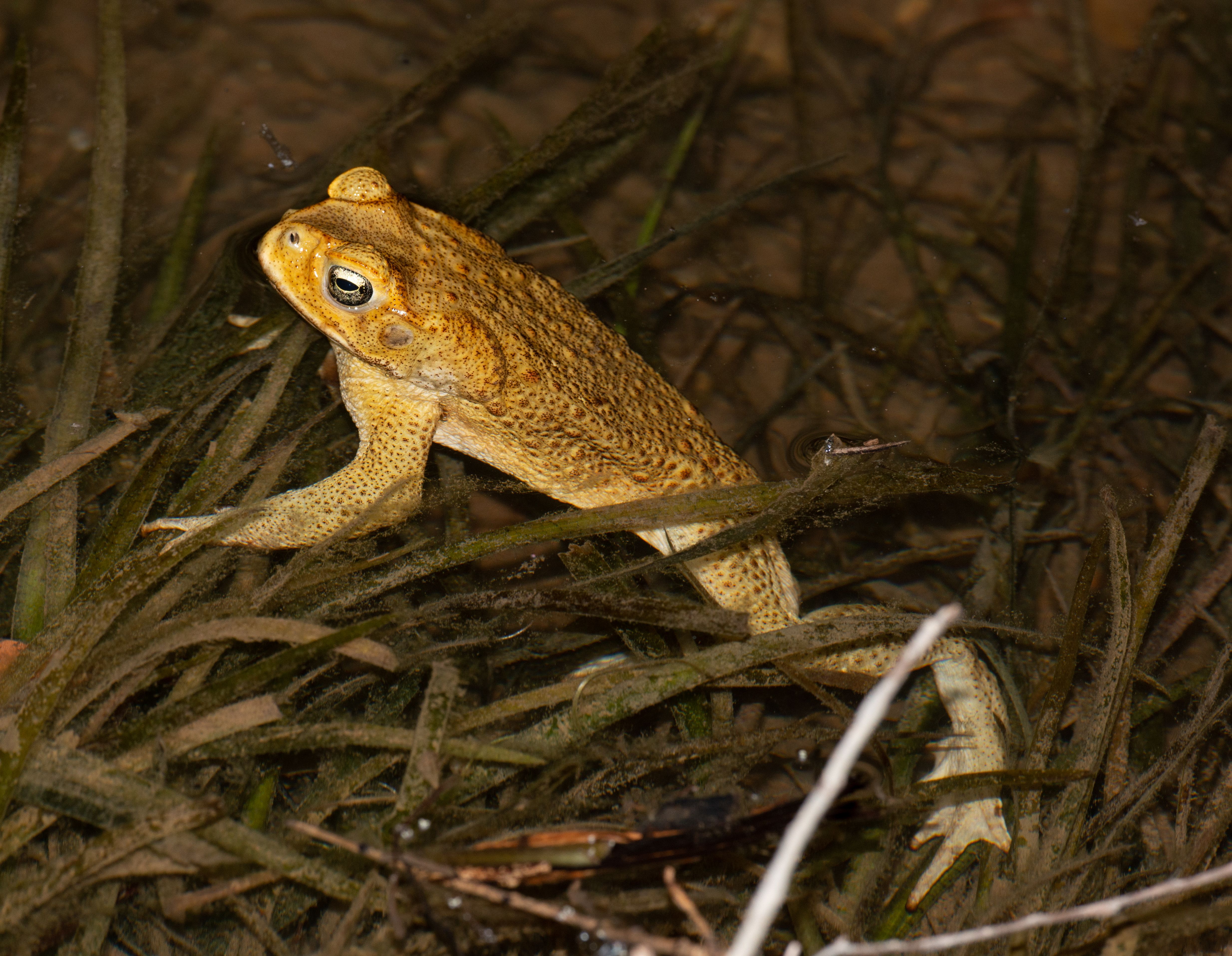 These Invasive Species In The U.S. Are Terrorizing America's Wildlife
