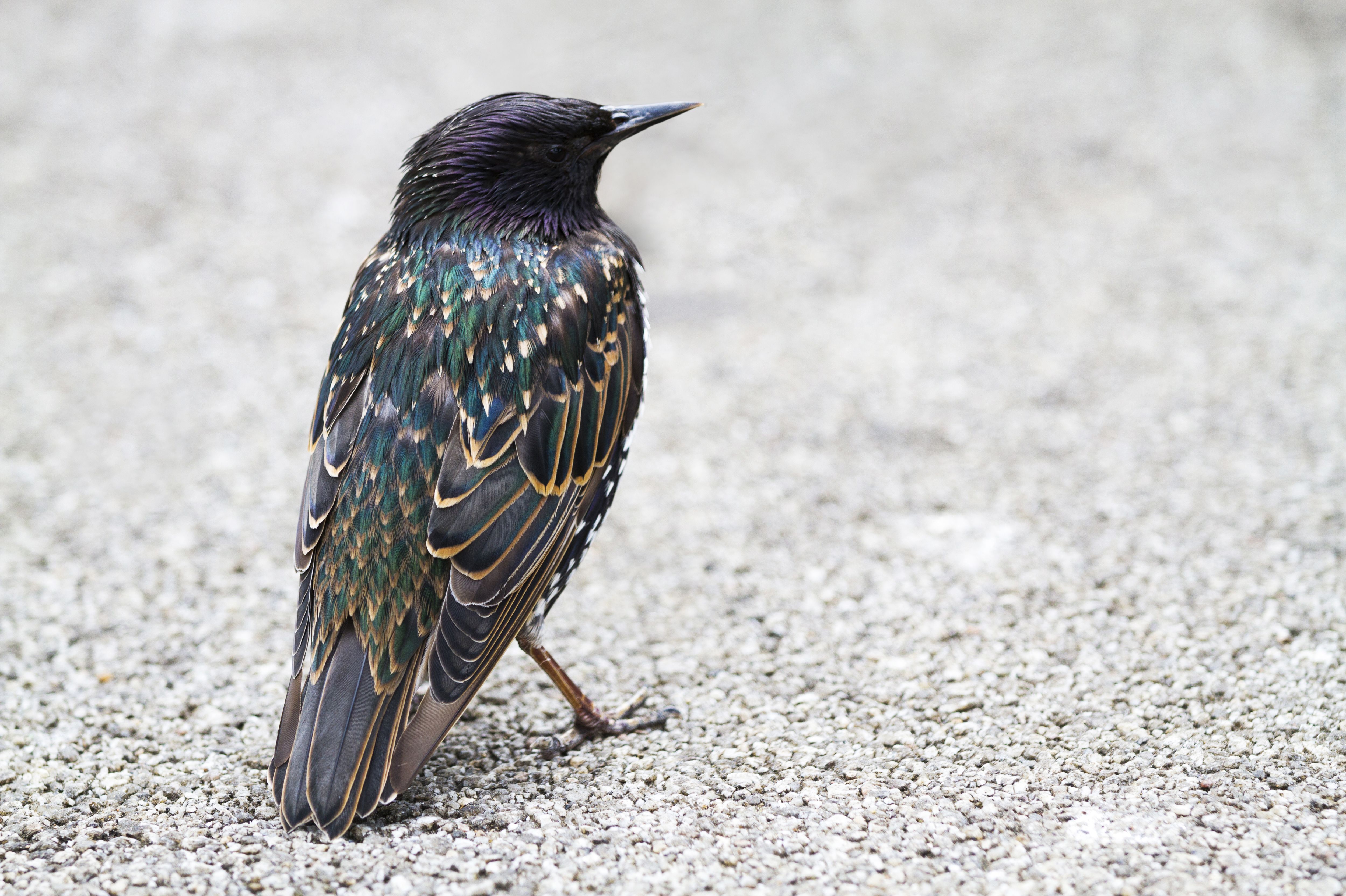 These Invasive Species In The U.S. Are Terrorizing America's Wildlife