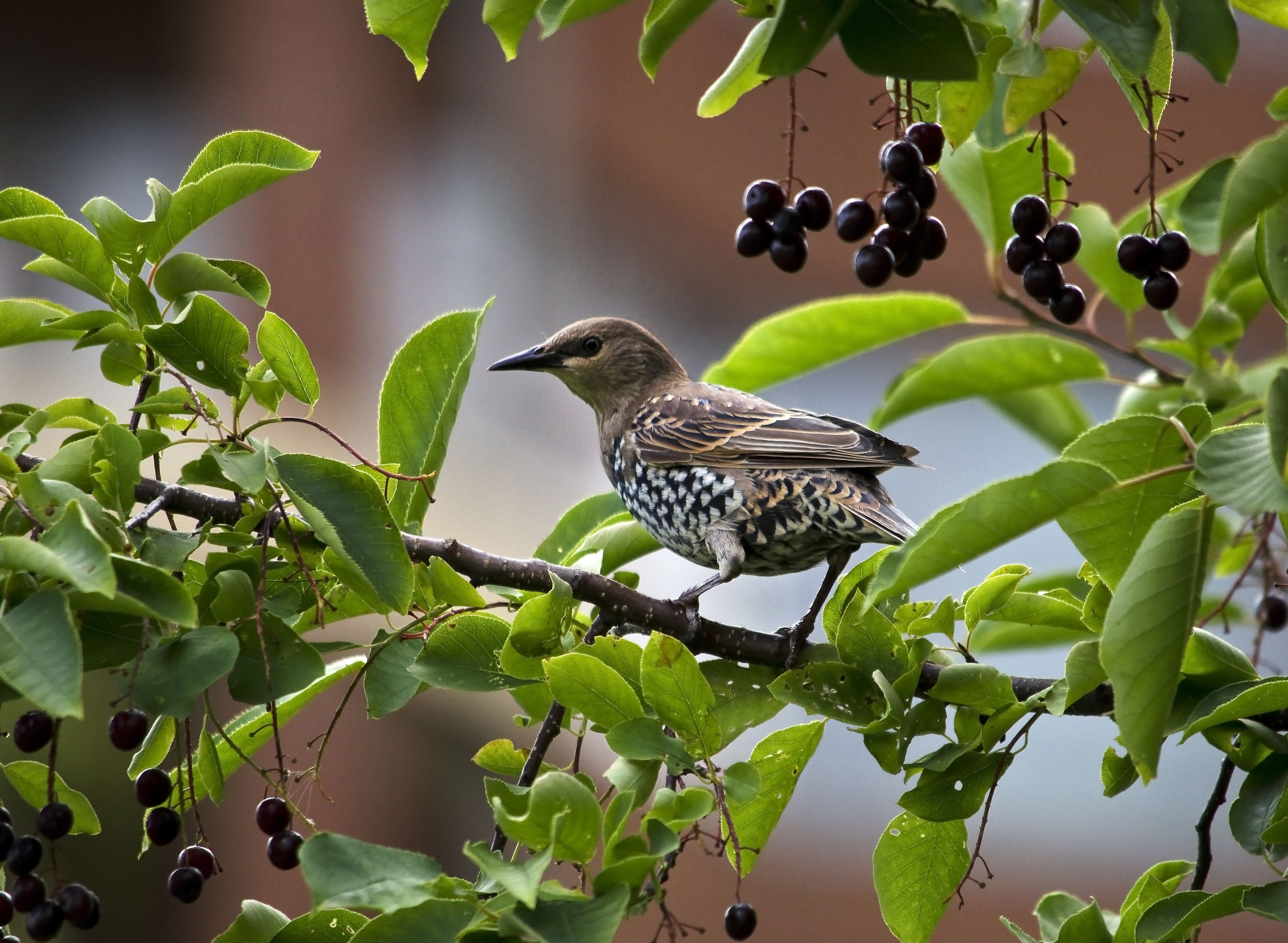 These Invasive Species In The U.S. Are Terrorizing America's Wildlife