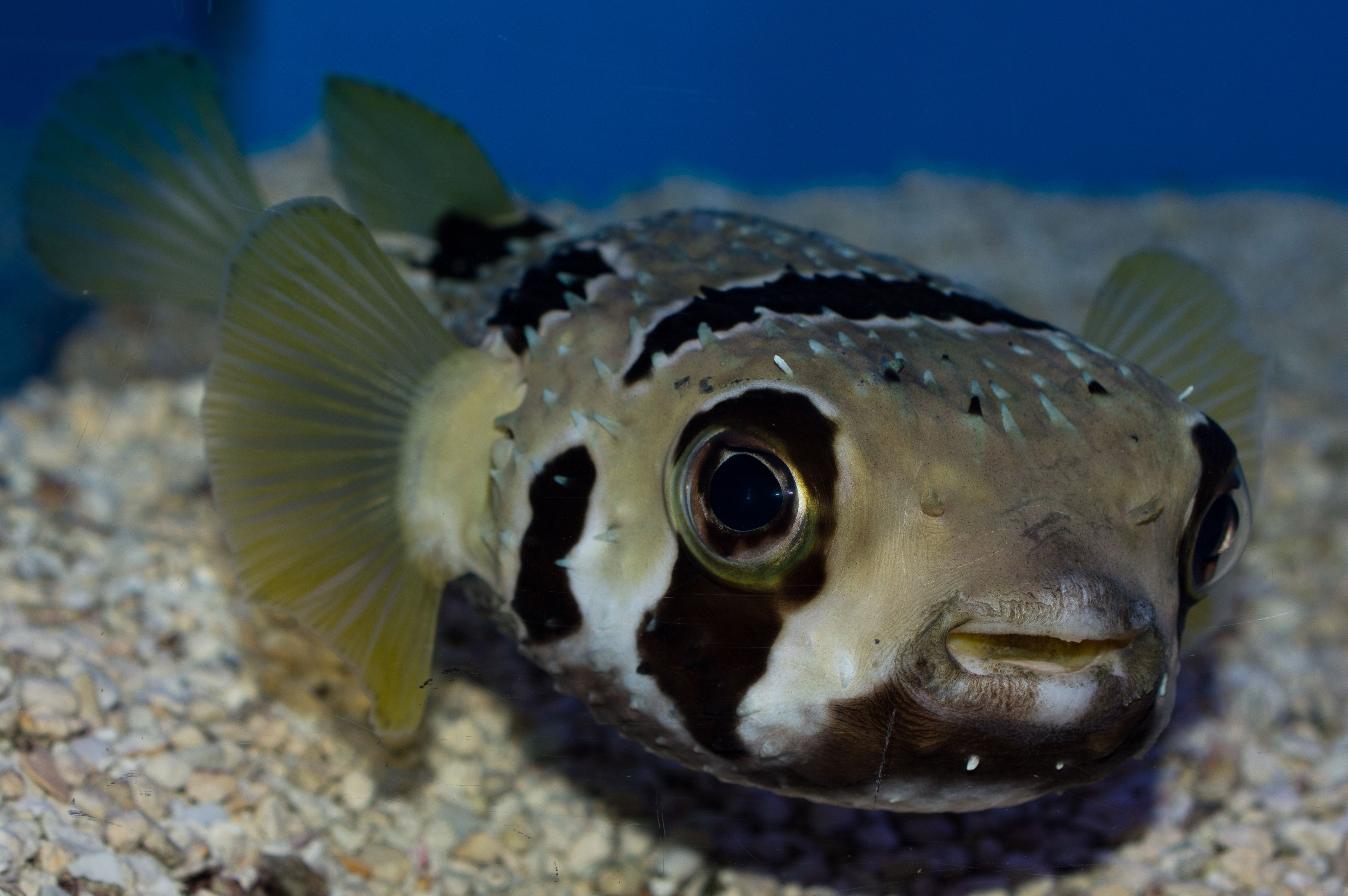 Dolphins Harass Pufferfish & Pass Them Around For A Hilarious Reason