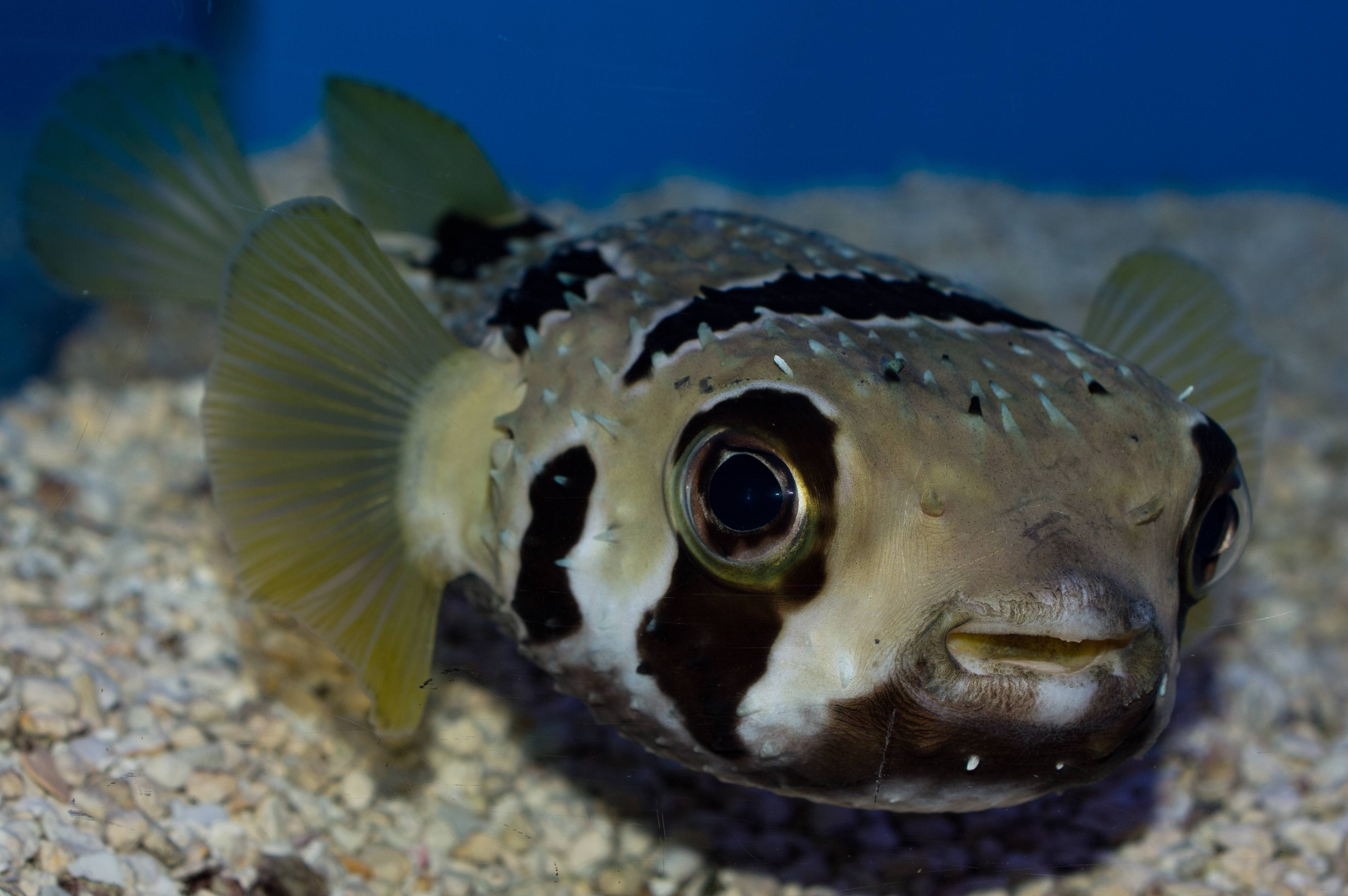 Fpuff Fish Dolphins Harass Pufferfish & Pass Them Around For A Hilarious Reason
