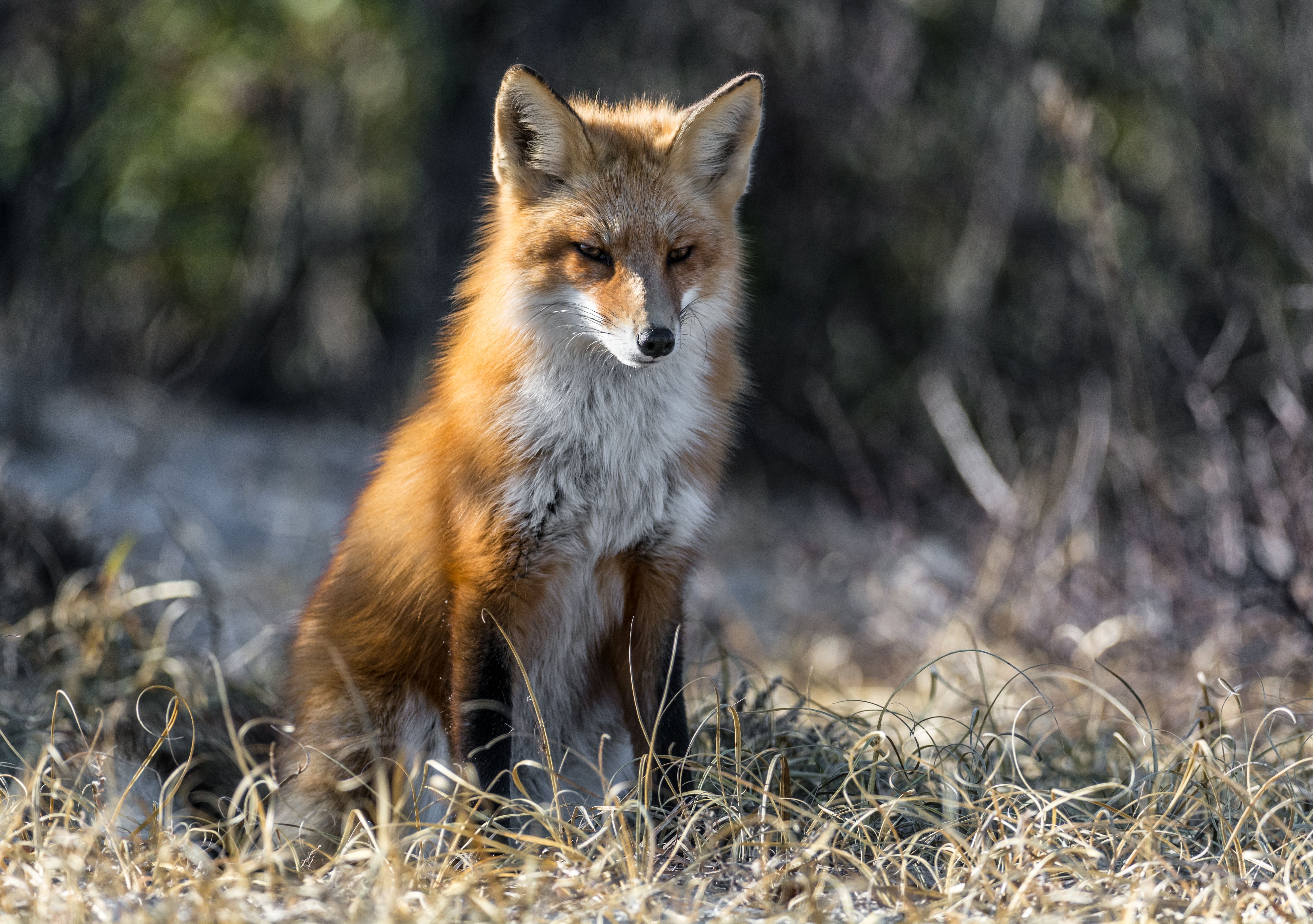 Animal Legends That Are Actually Rooted In Facts