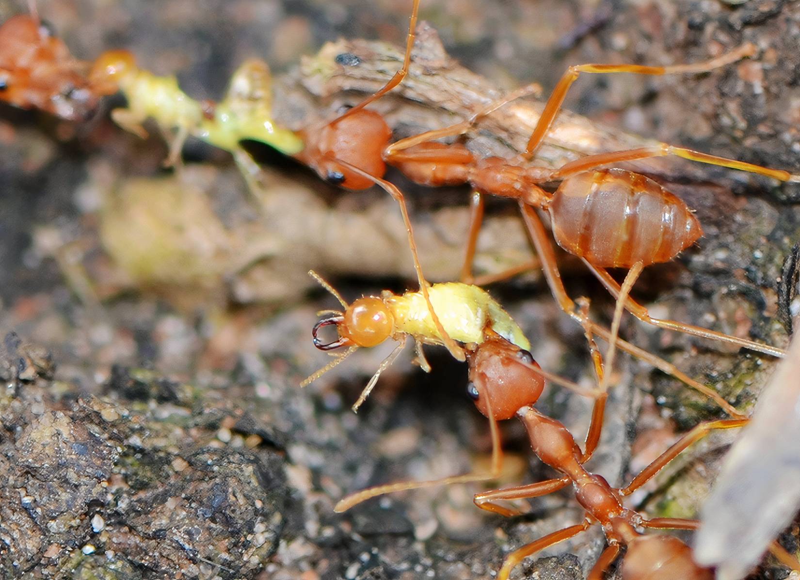 Explosive Insect