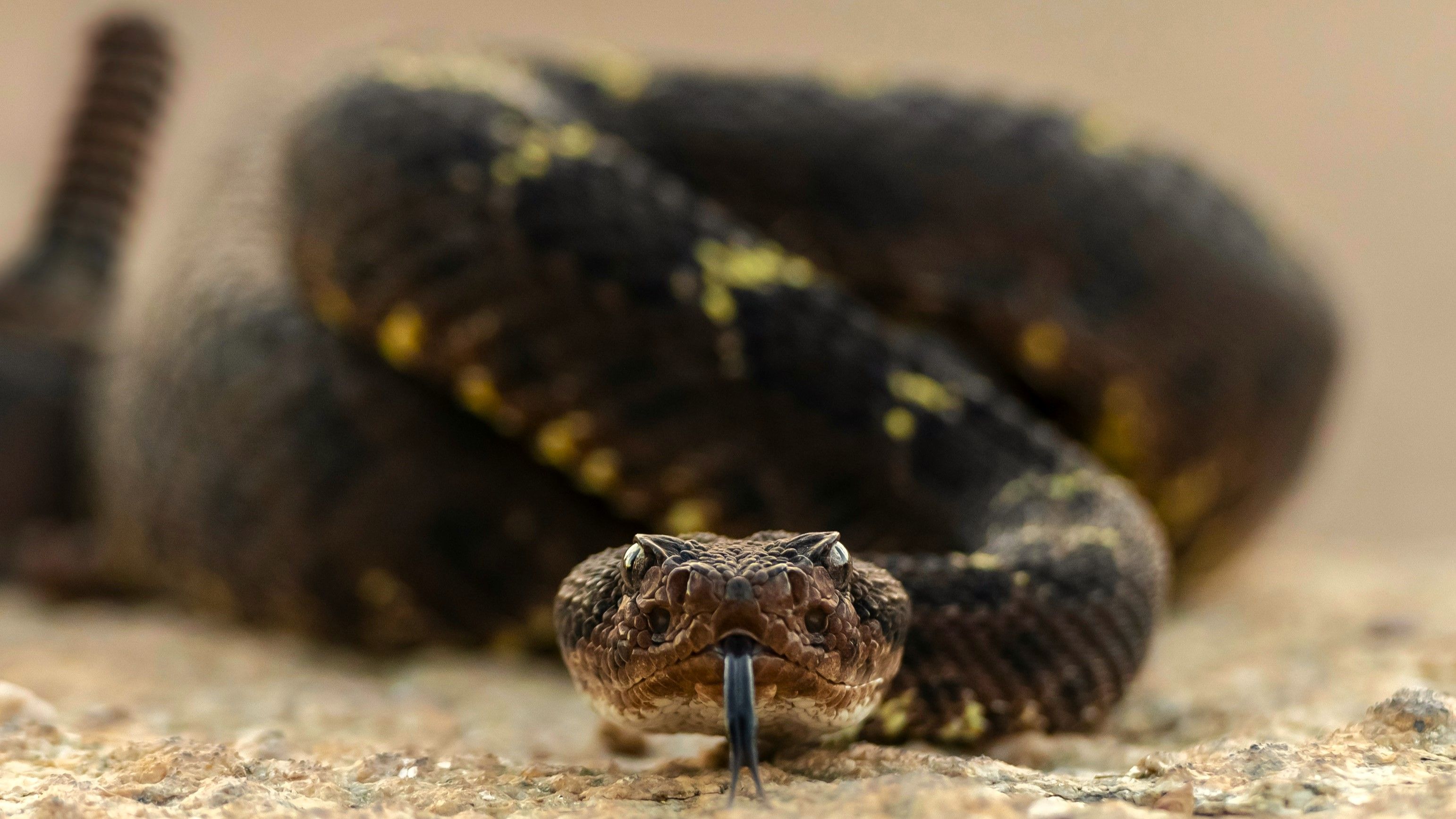 TSA Issues Carry-On Bag Warning After Images Show Live Creature Concealed In Passenger’s Baggage