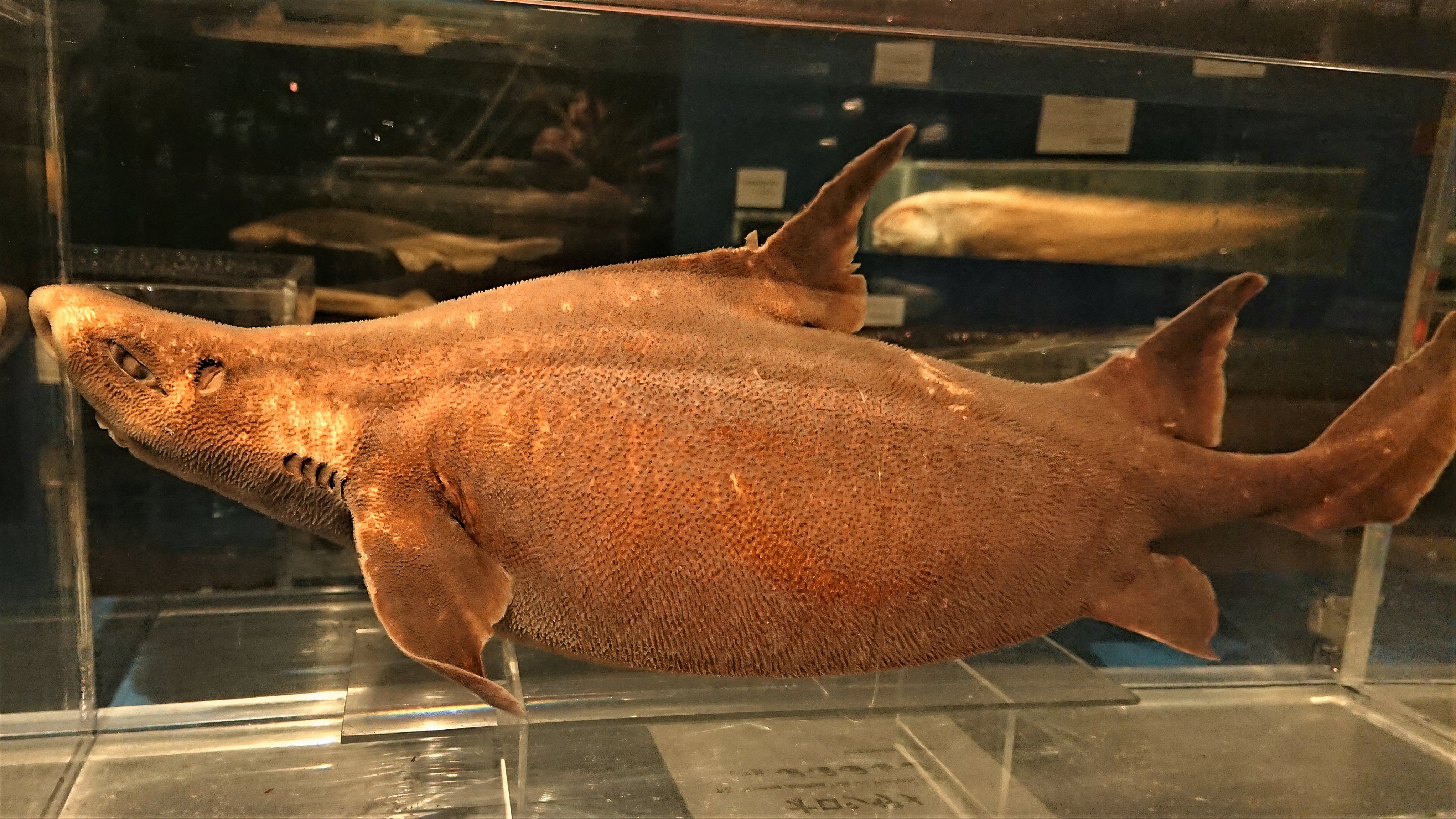 Shark Plus Pig Equals The World's Strangest Sea Creature That Actually ...