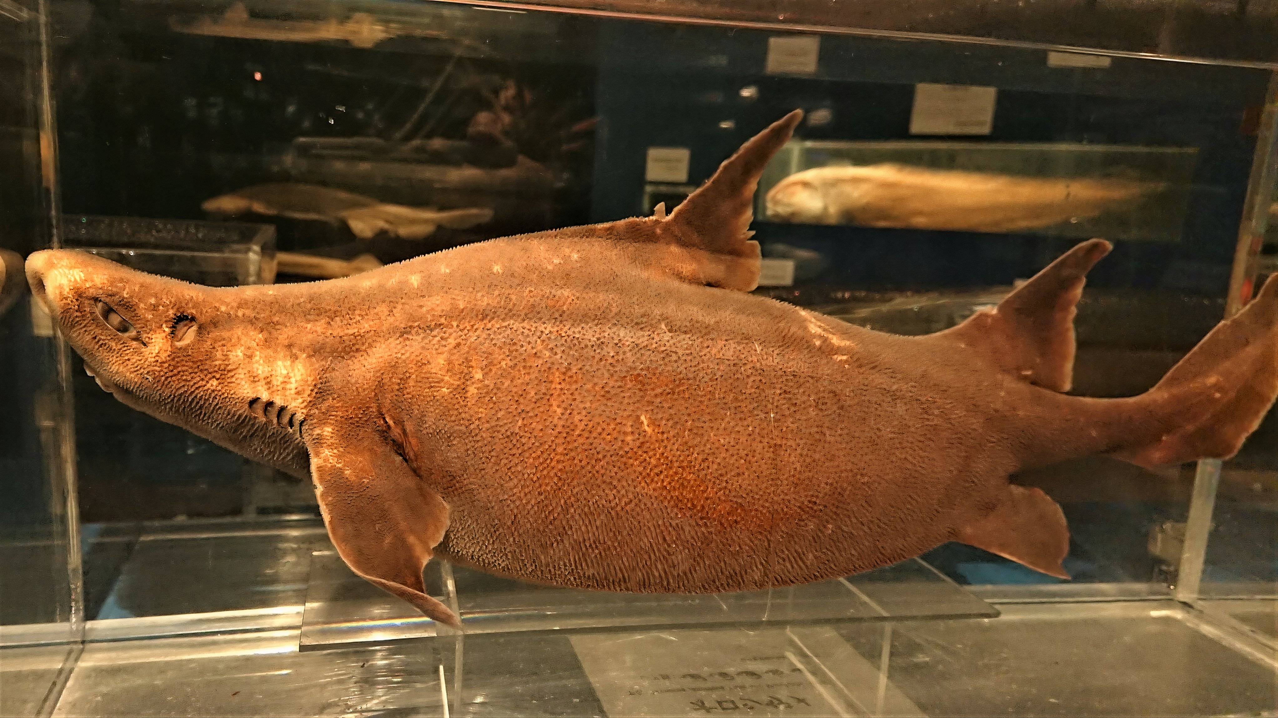 Aangular Roughshark Shark Plus Pig Equals The World's Strangest Sea Creature That Actually ...