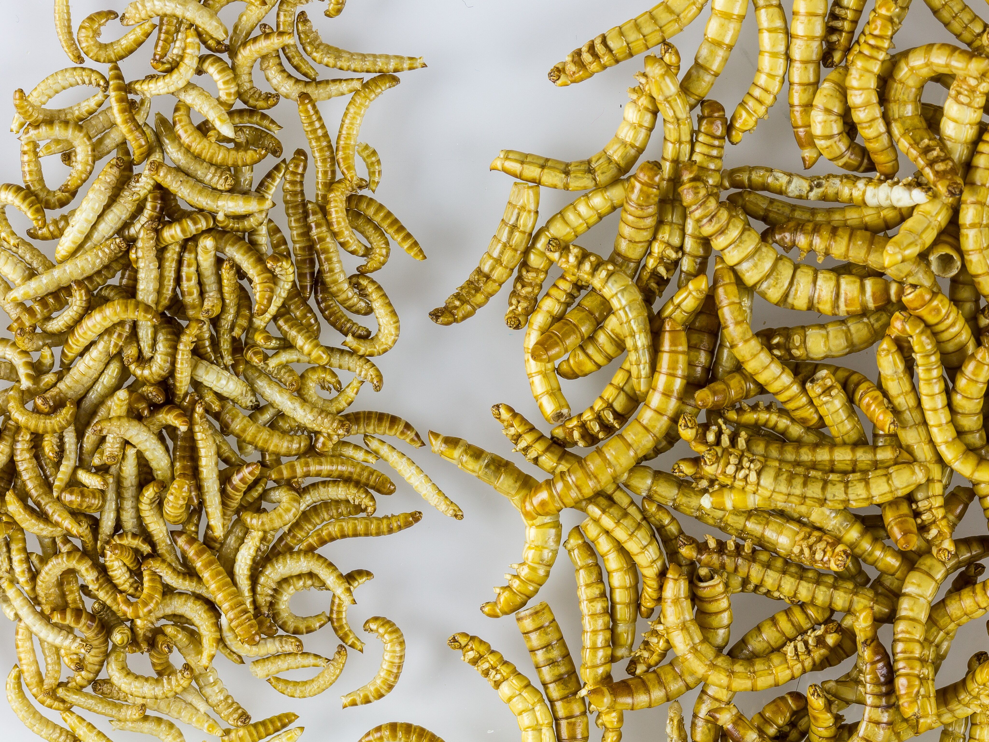 Discovery Of Plastic-Eating Insect Could Help Combat World Waste