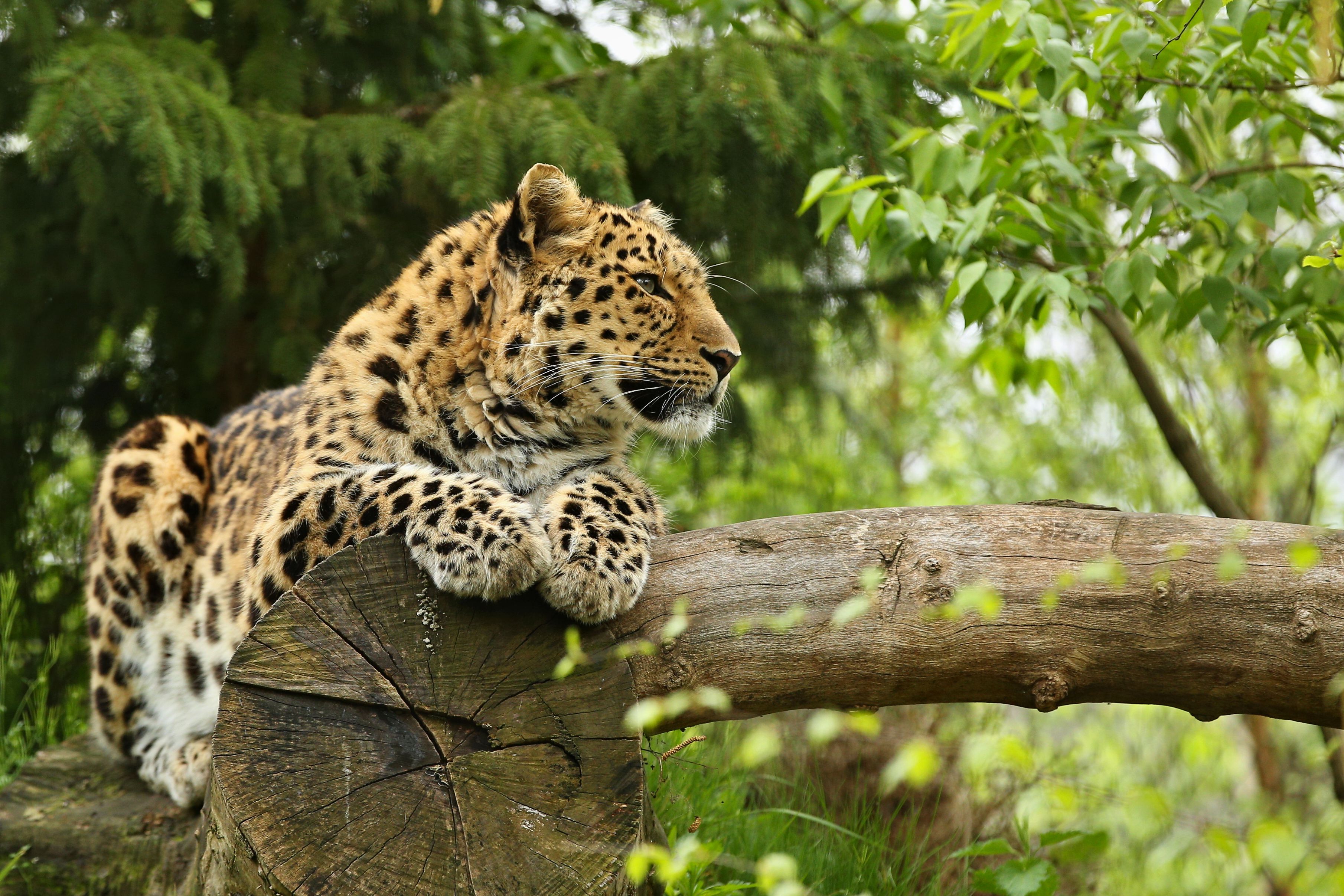 The World's Rarest Animals: 10 Species On The Brink Of Extinction