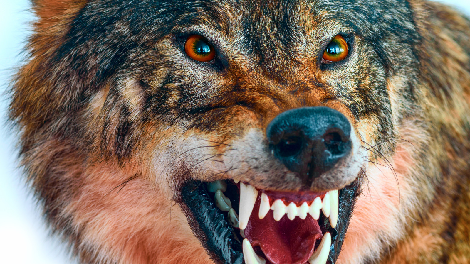Wolf With Rabies 10 National Parks With Rabies Present In Wild Animal Populations