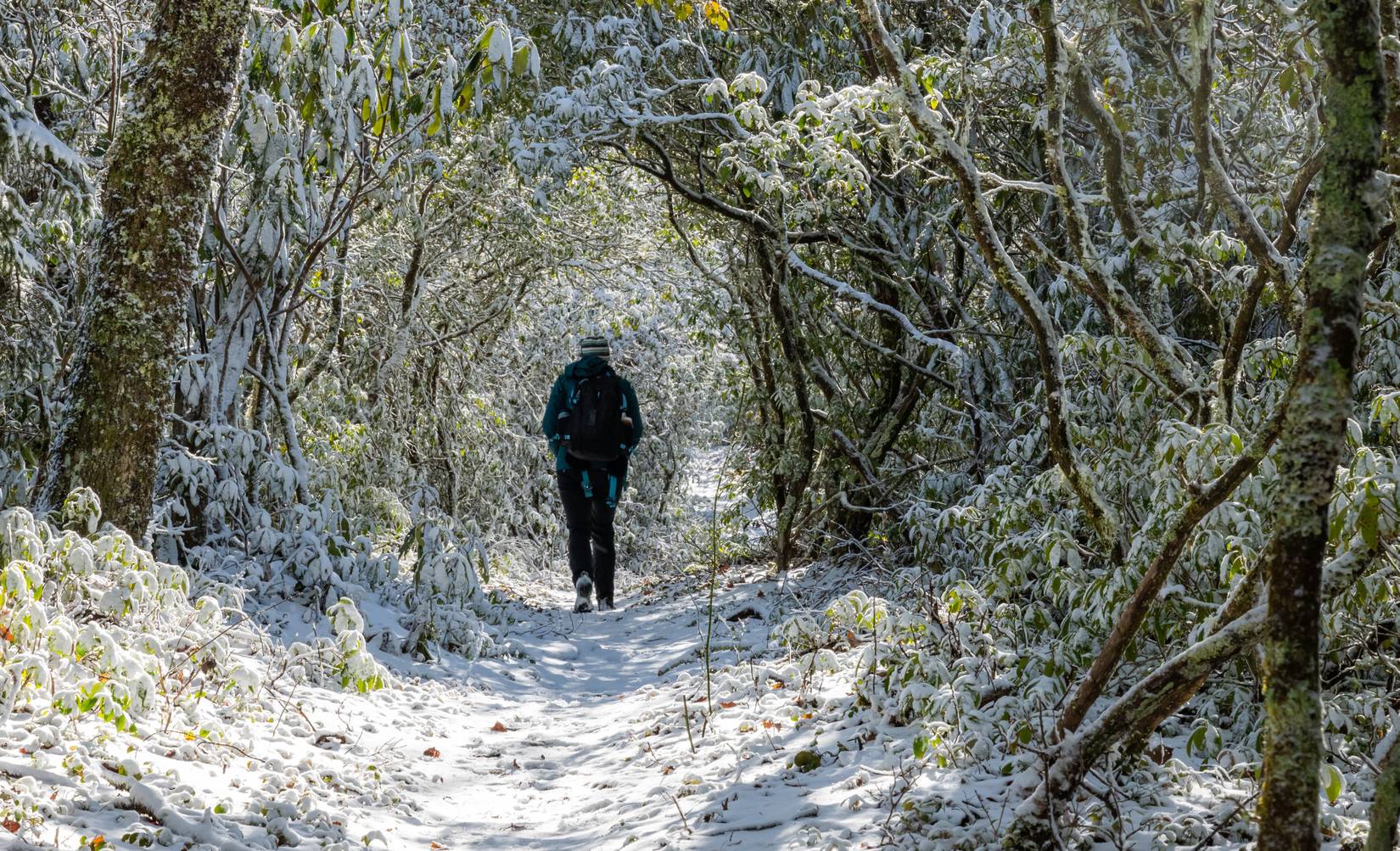 Hiker Walks Through Tunnel Of Rhododendron Covered In Snow in Great Smoky Mountains National Park