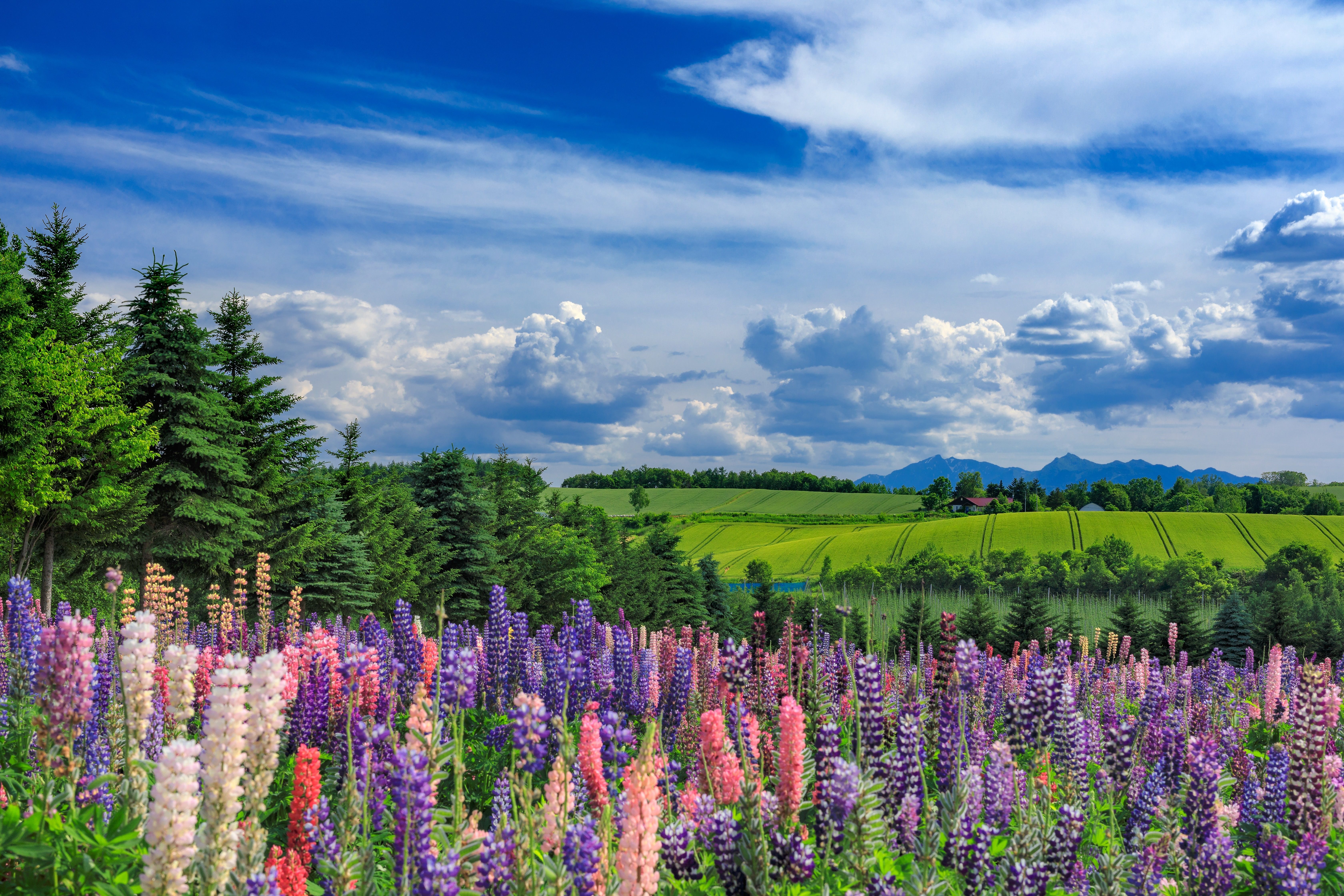 Escape The Summer Heat By Spending 1 Week In Hokkaido Japan
