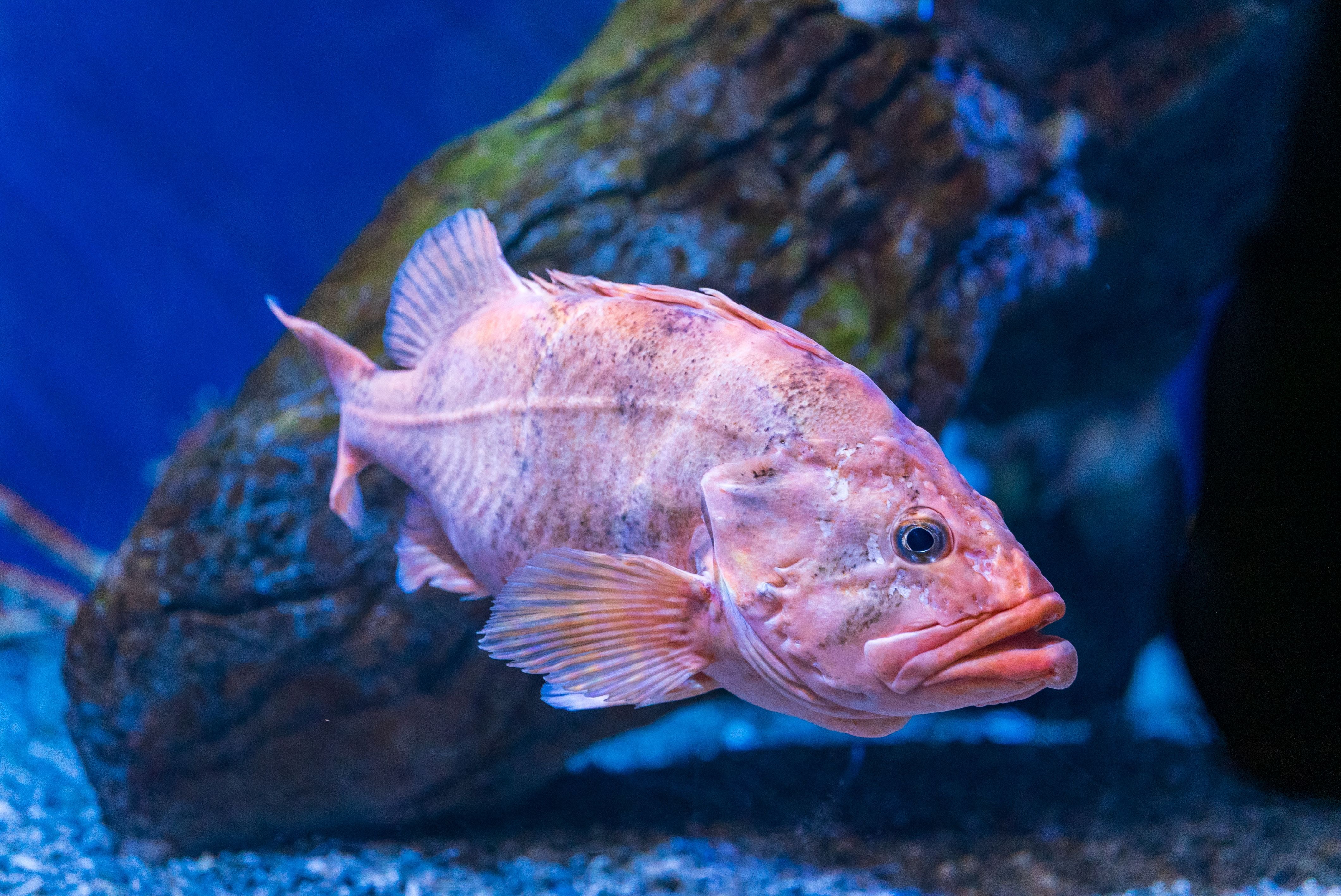 10 Longest Living Animals On Earth