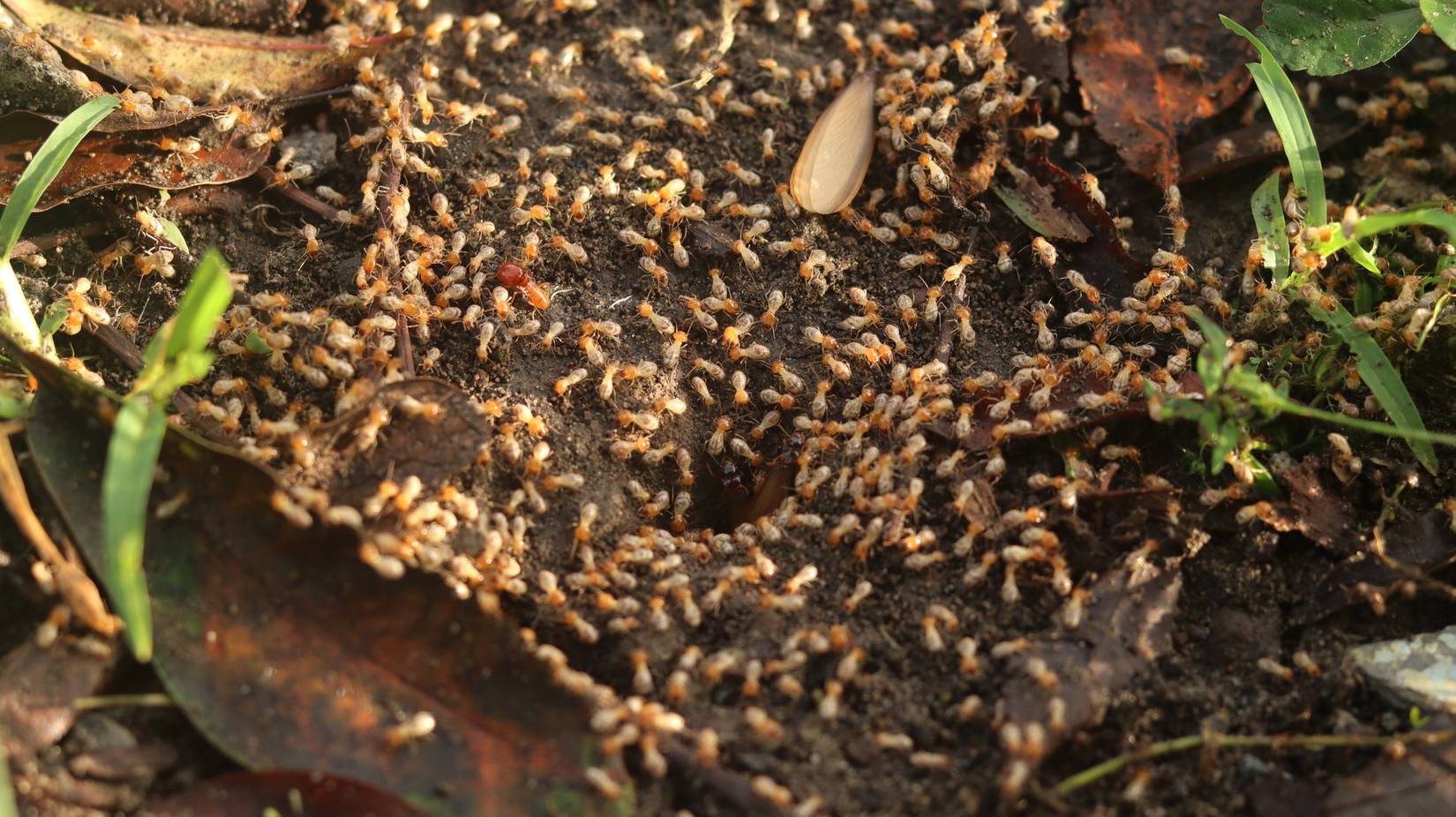 Explosive Insect