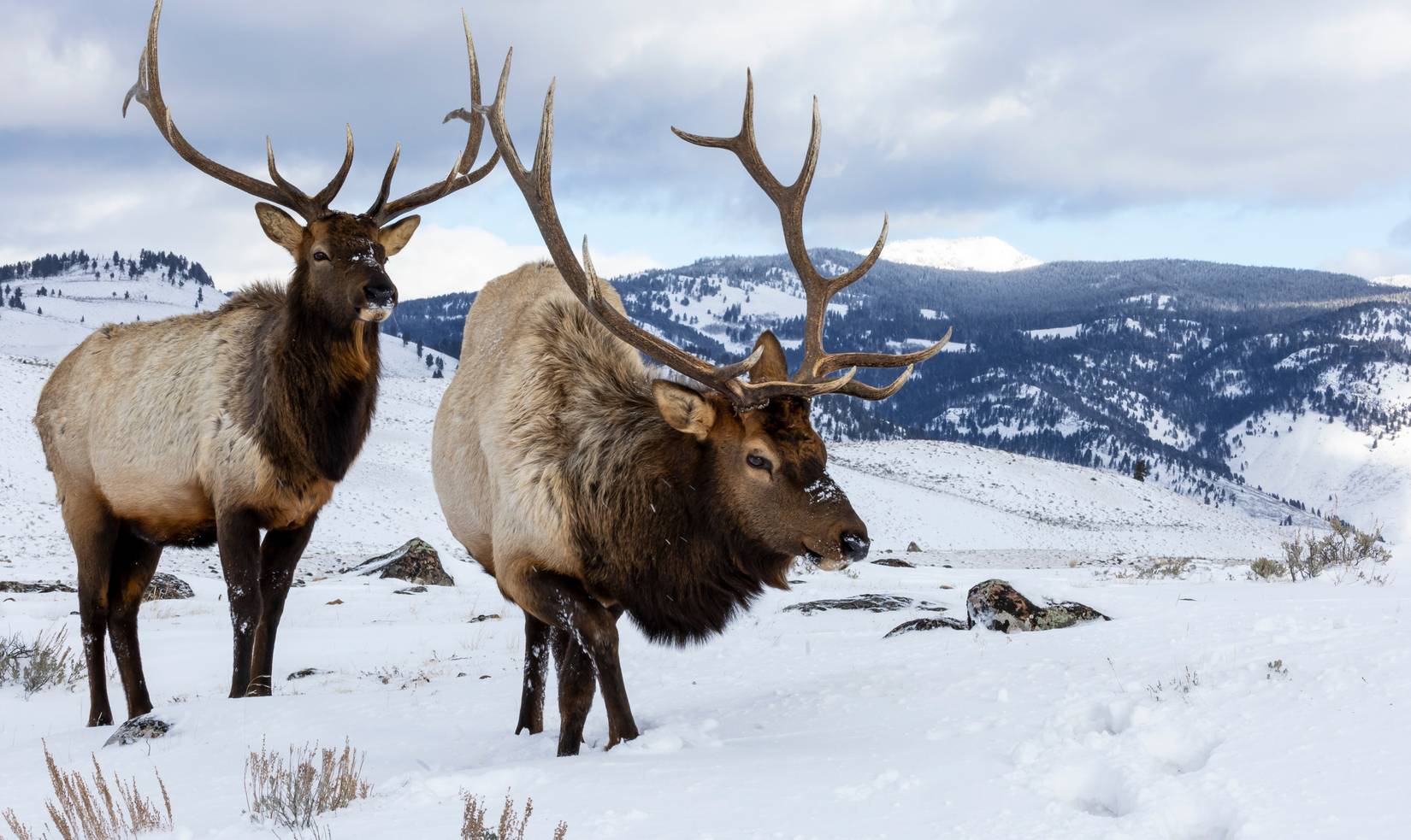 Yellowstone National Park Is Actually Spread Out Across These Three States