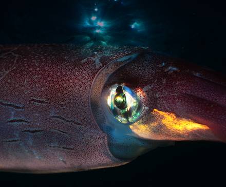 vampire squid close up