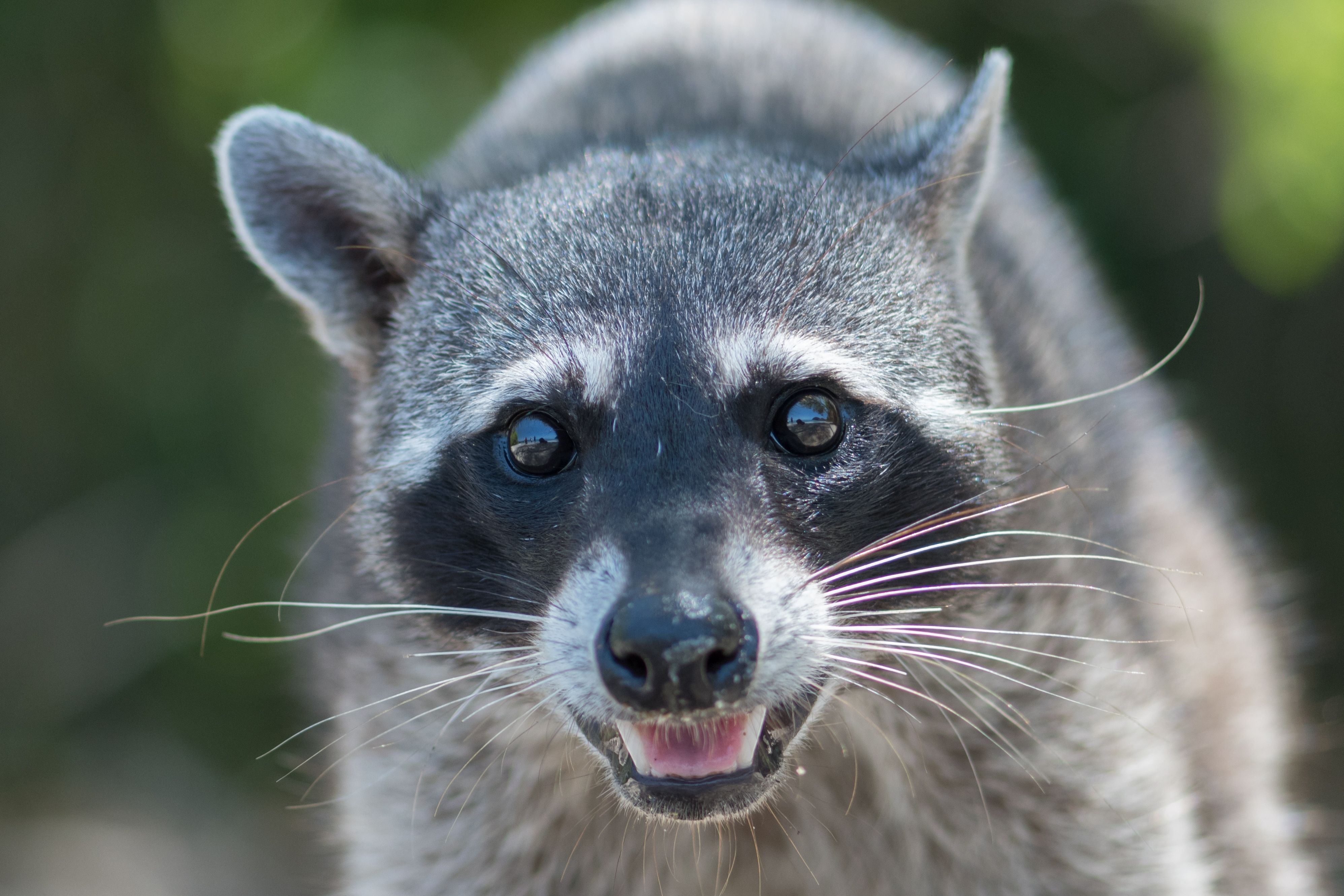 The Most Fatal Animal-Related Attack Areas In The US