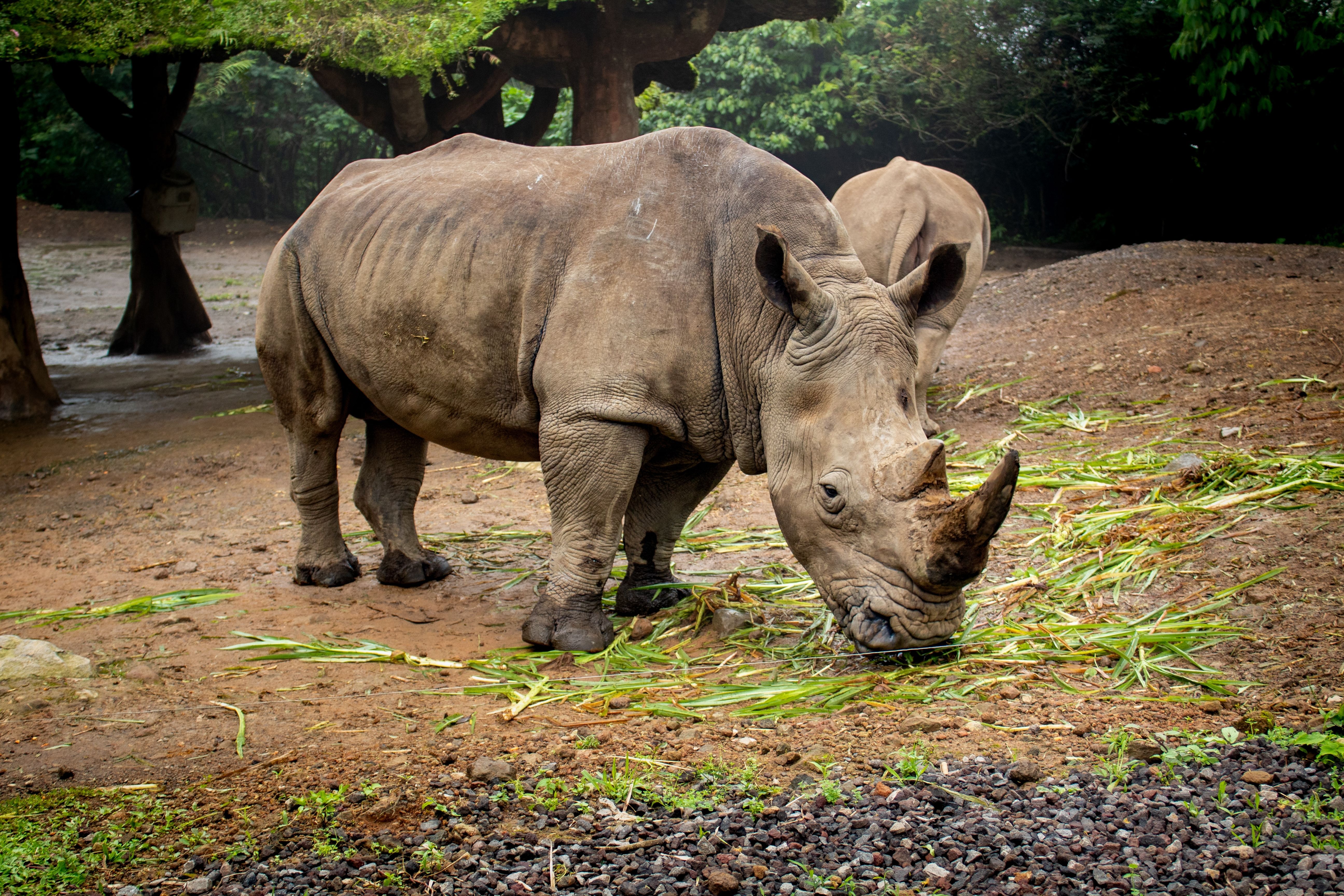 Where To Find The World's Most Endangered Animals Of 2025