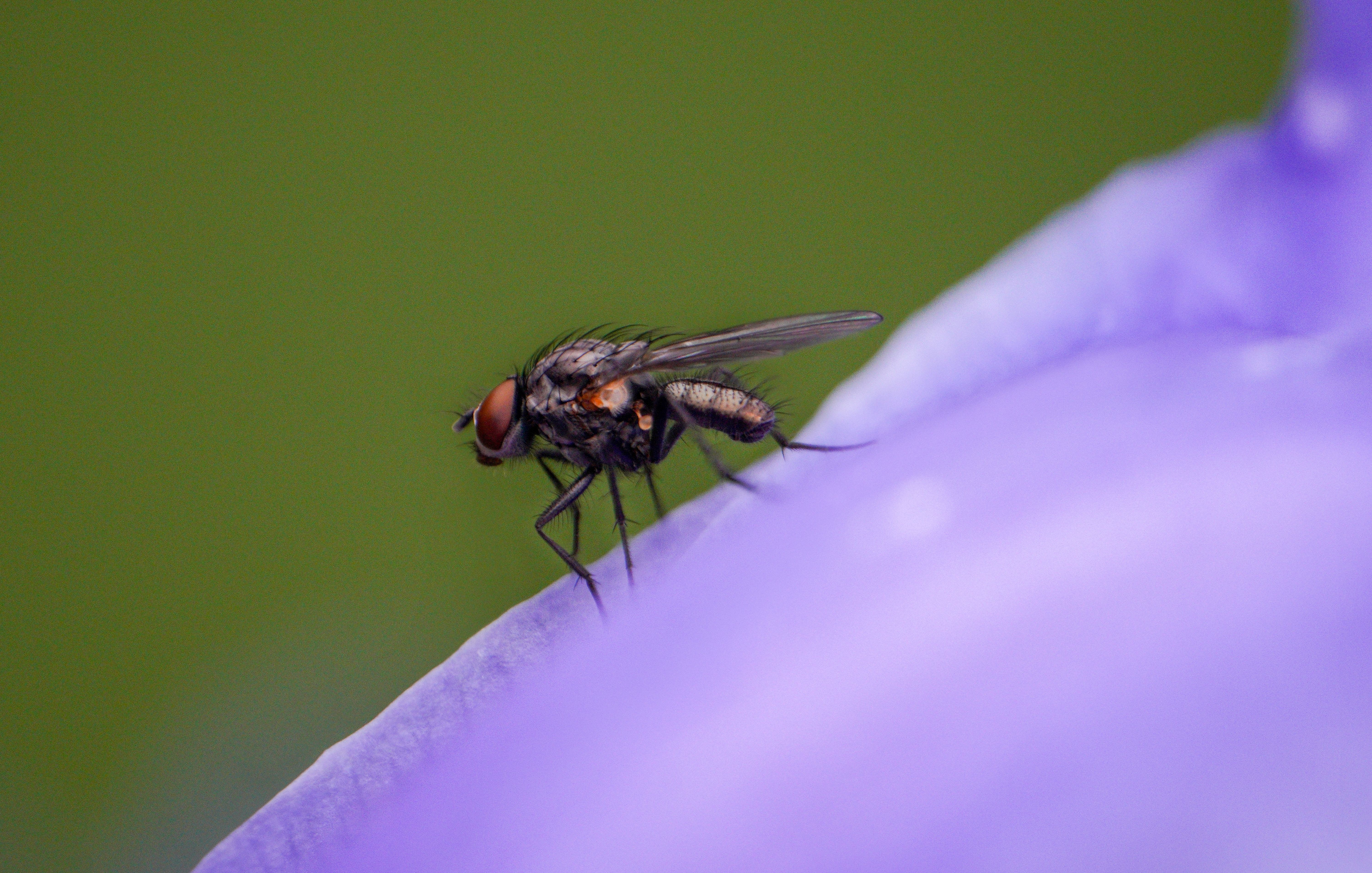 Live For A Day: 10 Creatures With The Shortest Lifespans In The World