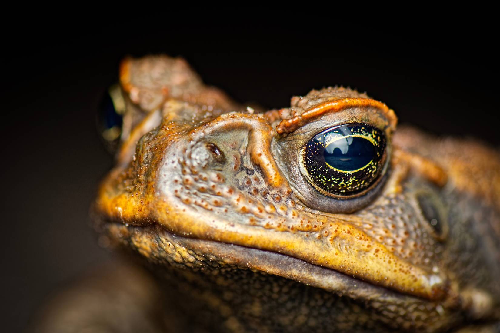 A Photographer In Canada Found A Toad With Eyes In Its Mouth, And ...