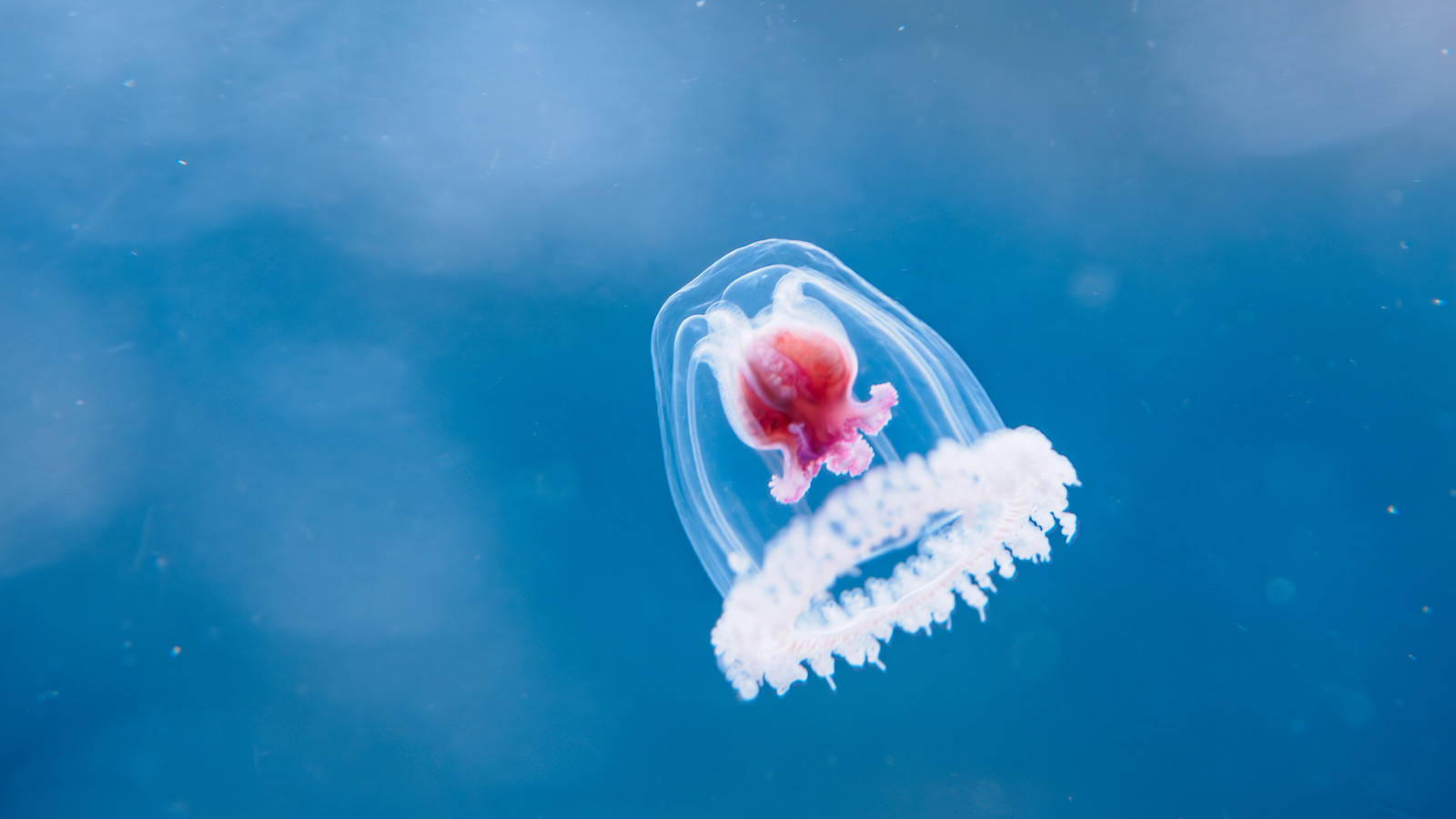 The Only Immortal Species On Earth Can Actually Live Forever