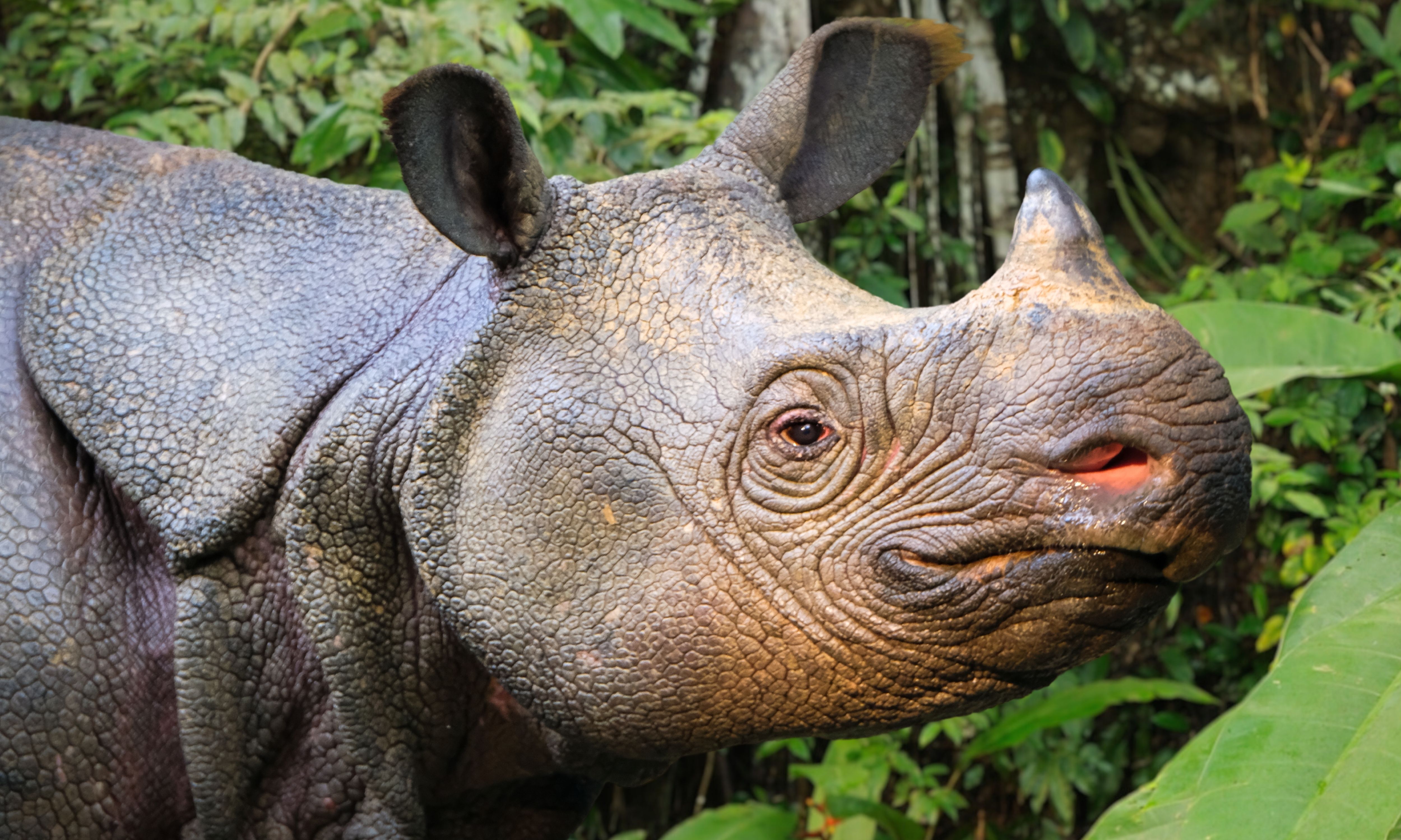 Where To Find The World's Most Endangered Animals Of 2025